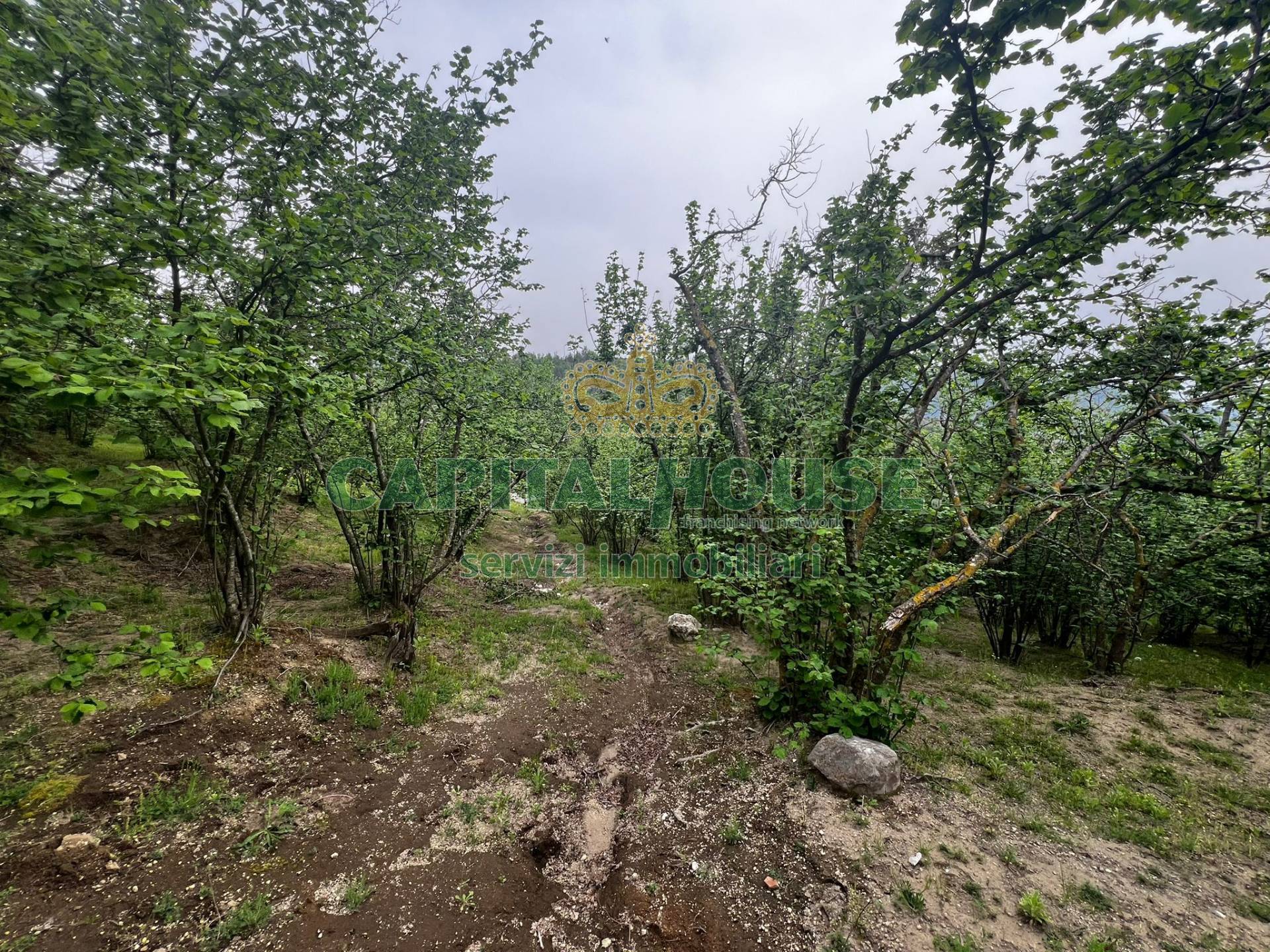 Terreno agricolo in vendita a Mugnano del Cardinale