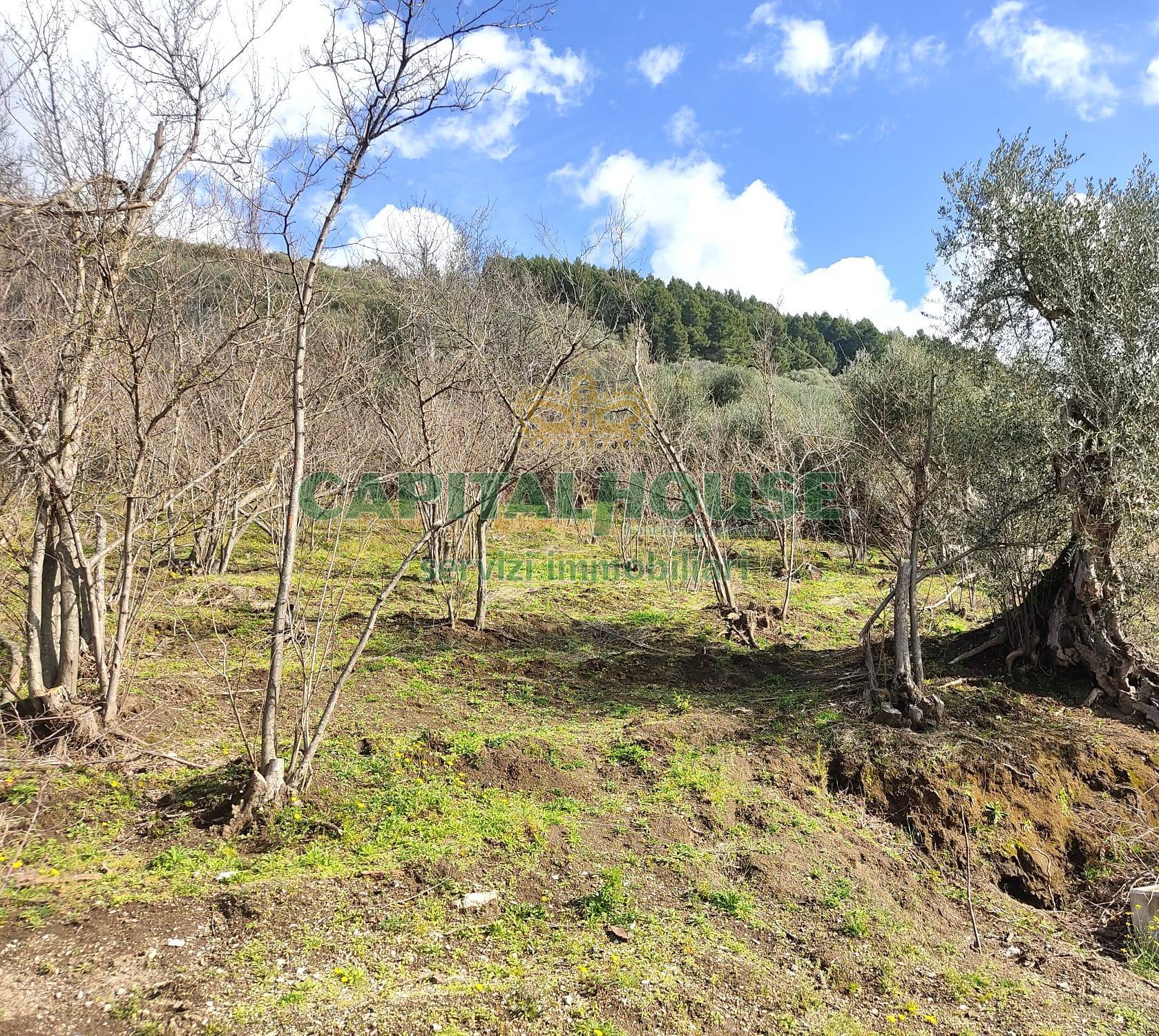 Terreno agr. terrazzato in vendita a Sirignano