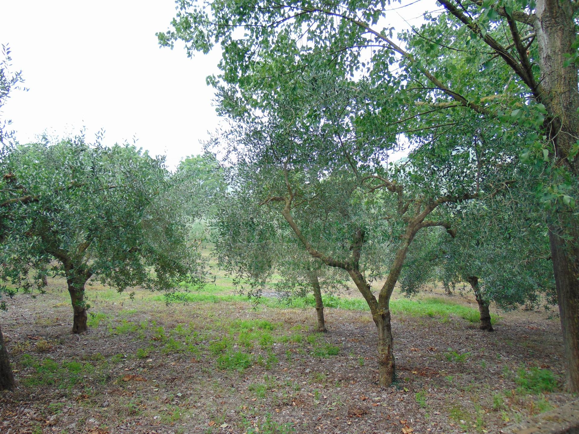 Terreno agricolo in vendita a Mugnano del Cardinale