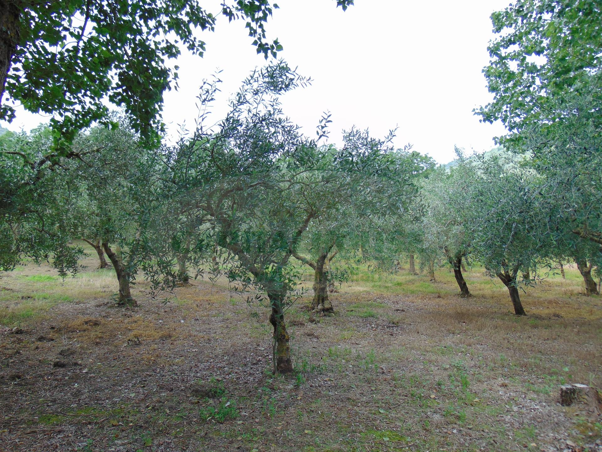 Terreno agricolo in vendita a Mugnano del Cardinale
