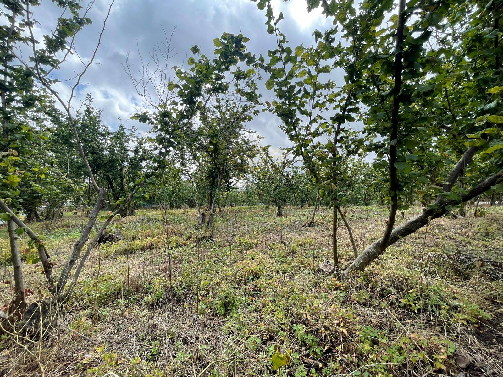 Terreno edificabile in vendita a Avella