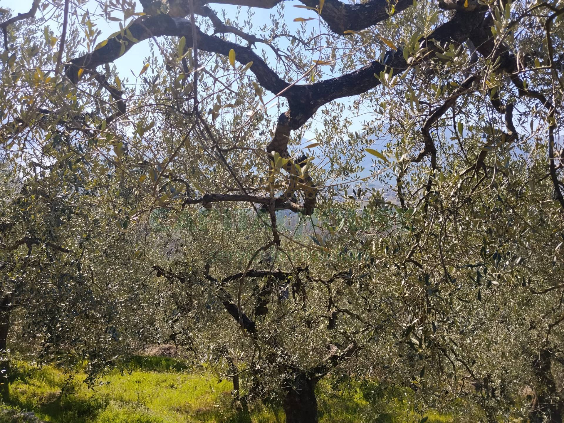 Terreno agr. terrazzato in vendita a Sirignano