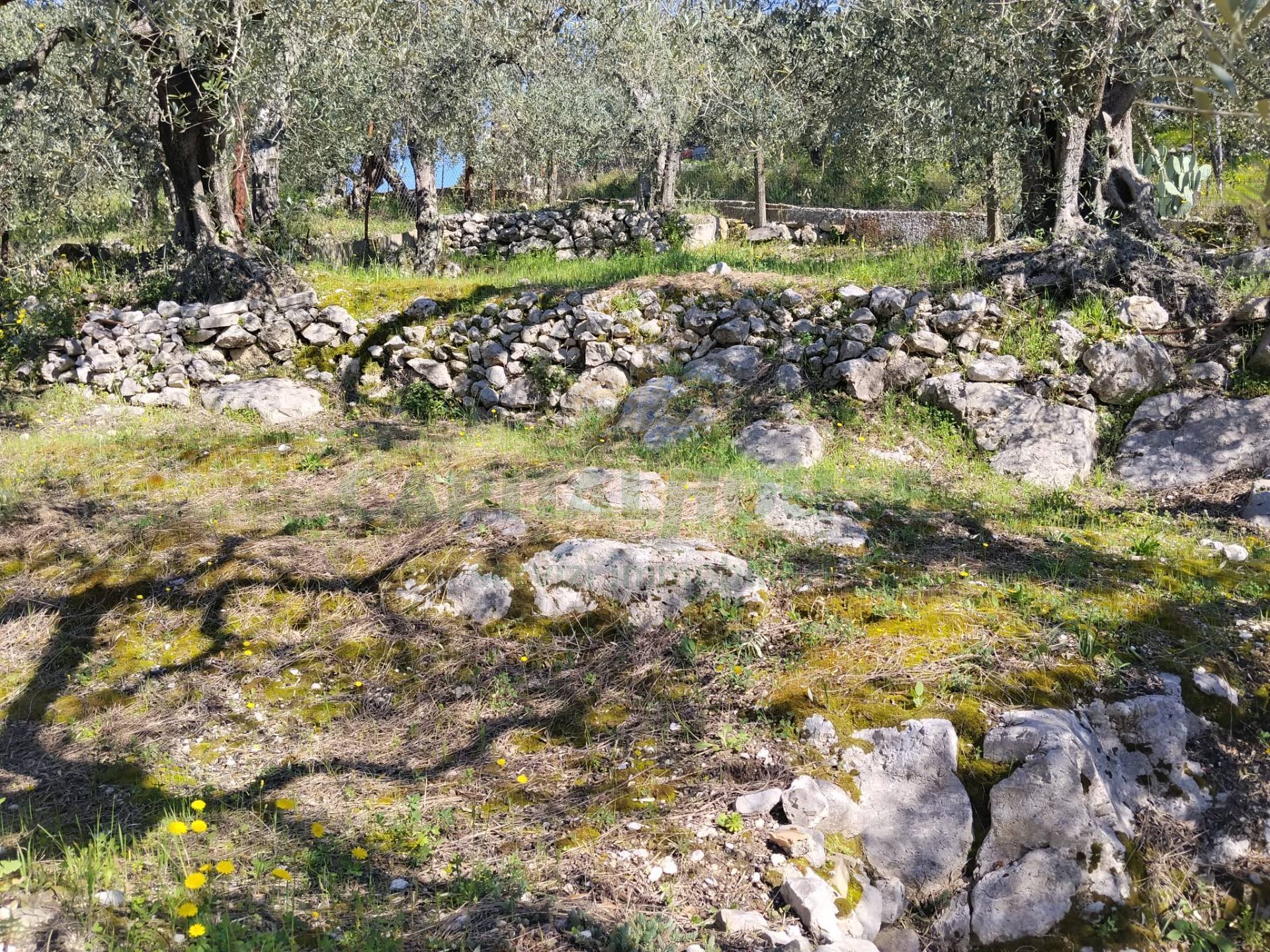 Terreno agr. terrazzato in vendita a Sirignano