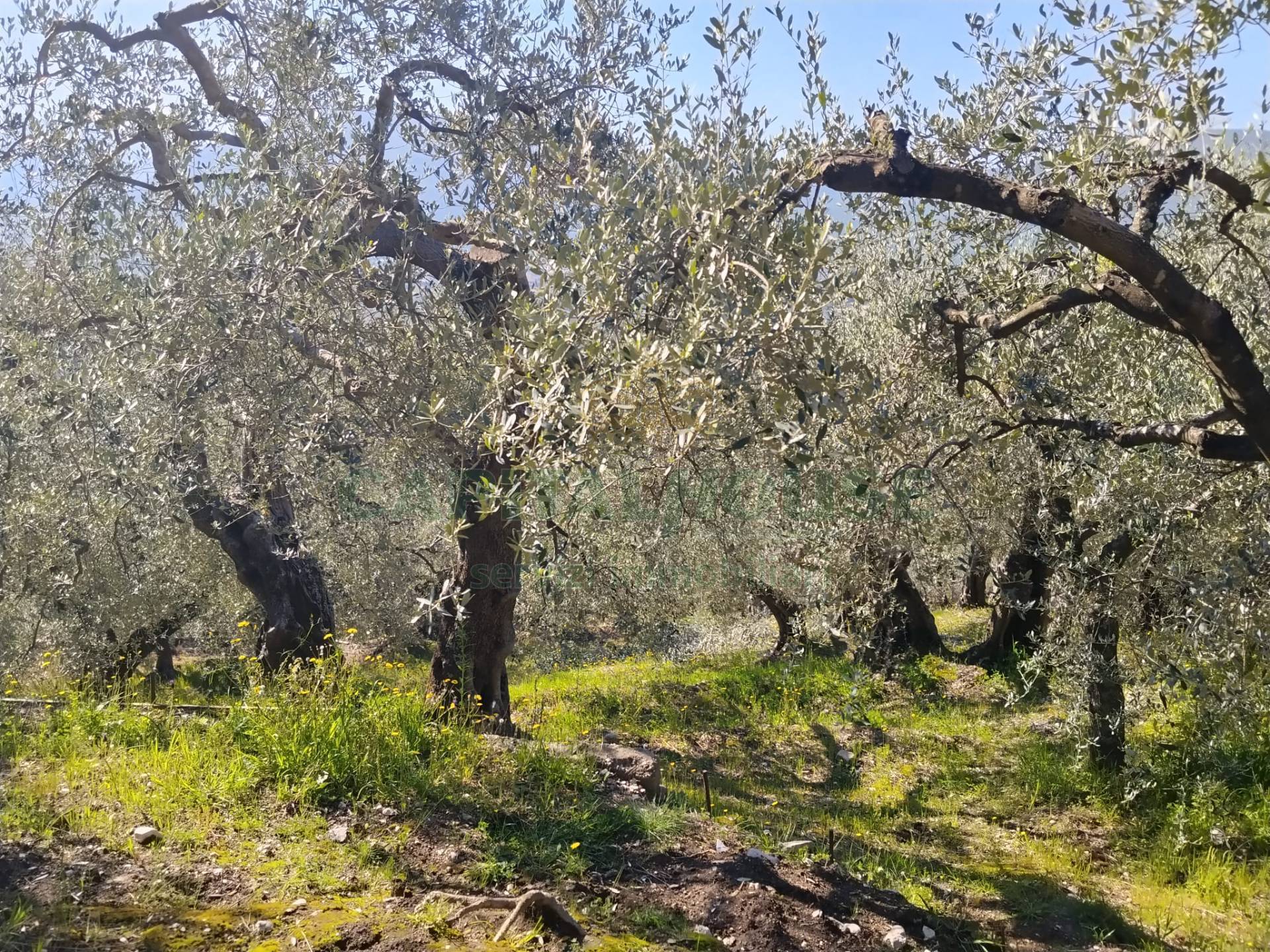 Terreno agr. terrazzato in vendita a Sirignano