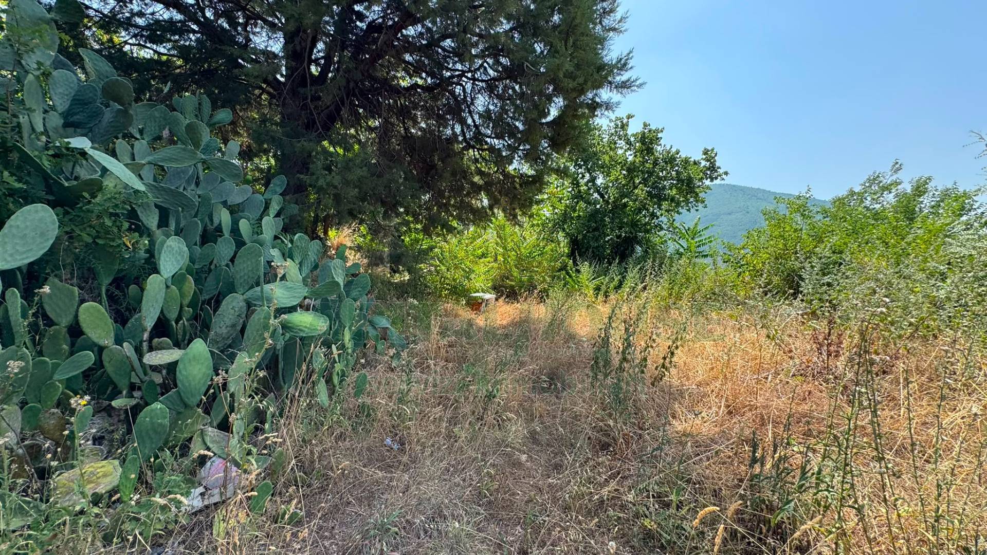 Terreno agricolo in vendita a Mugnano del Cardinale
