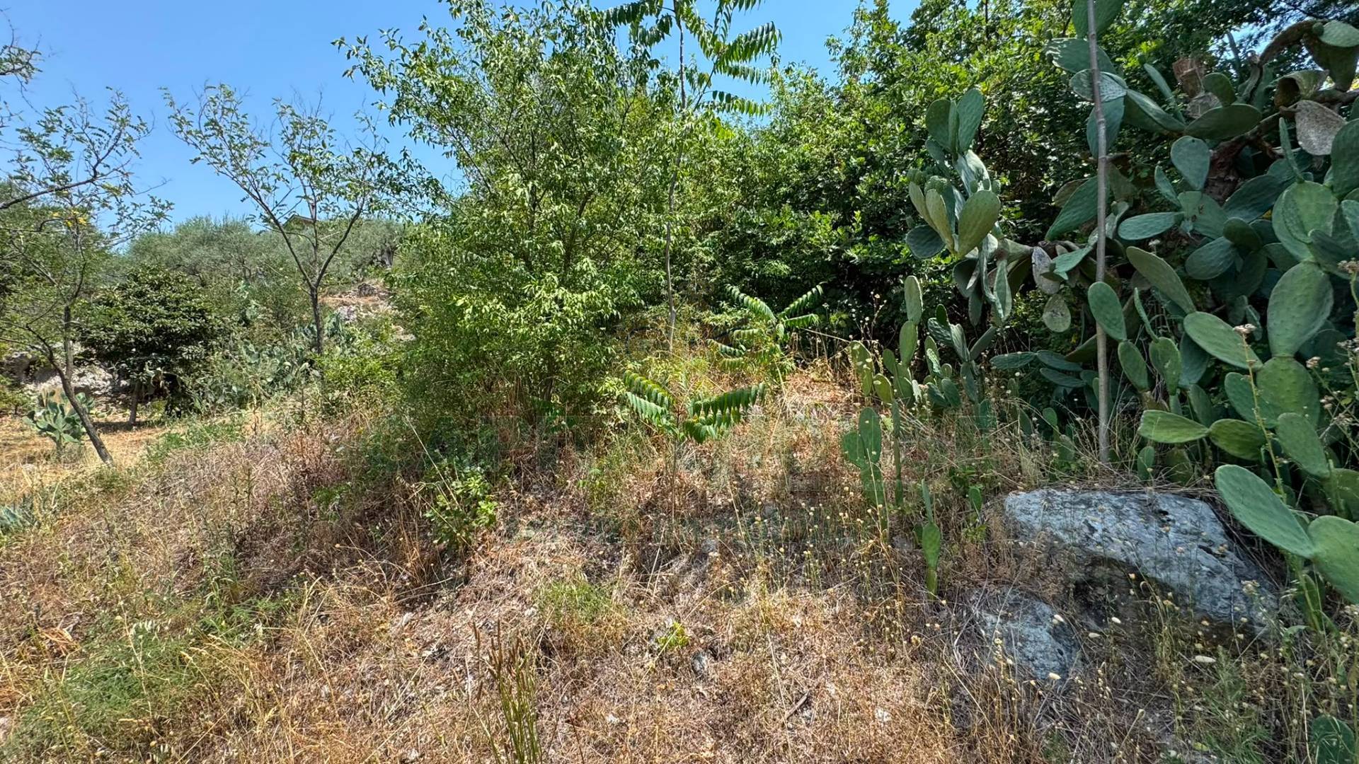 Terreno agricolo in vendita a Mugnano del Cardinale