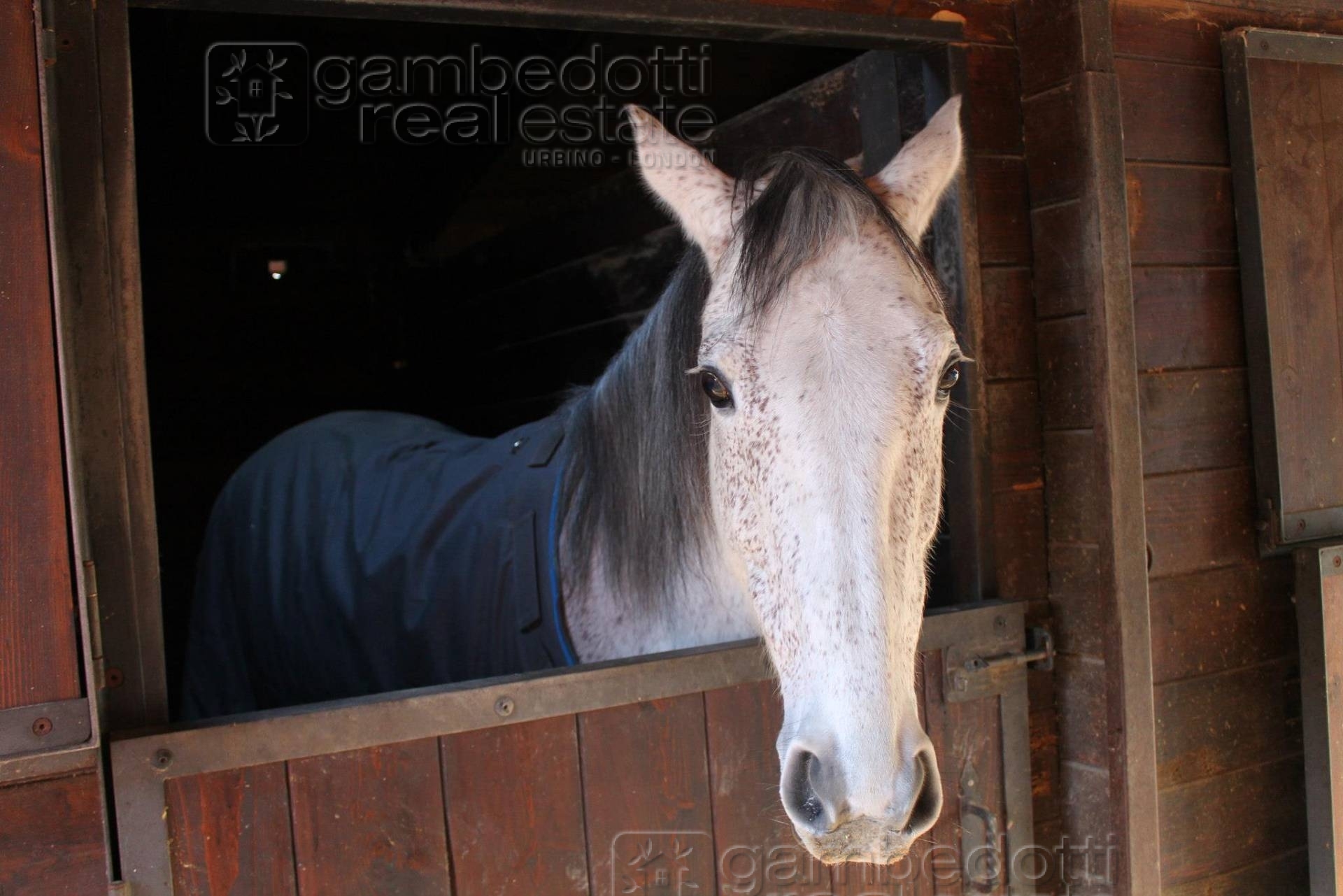 Attivit commerciale in vendita a Pesaro