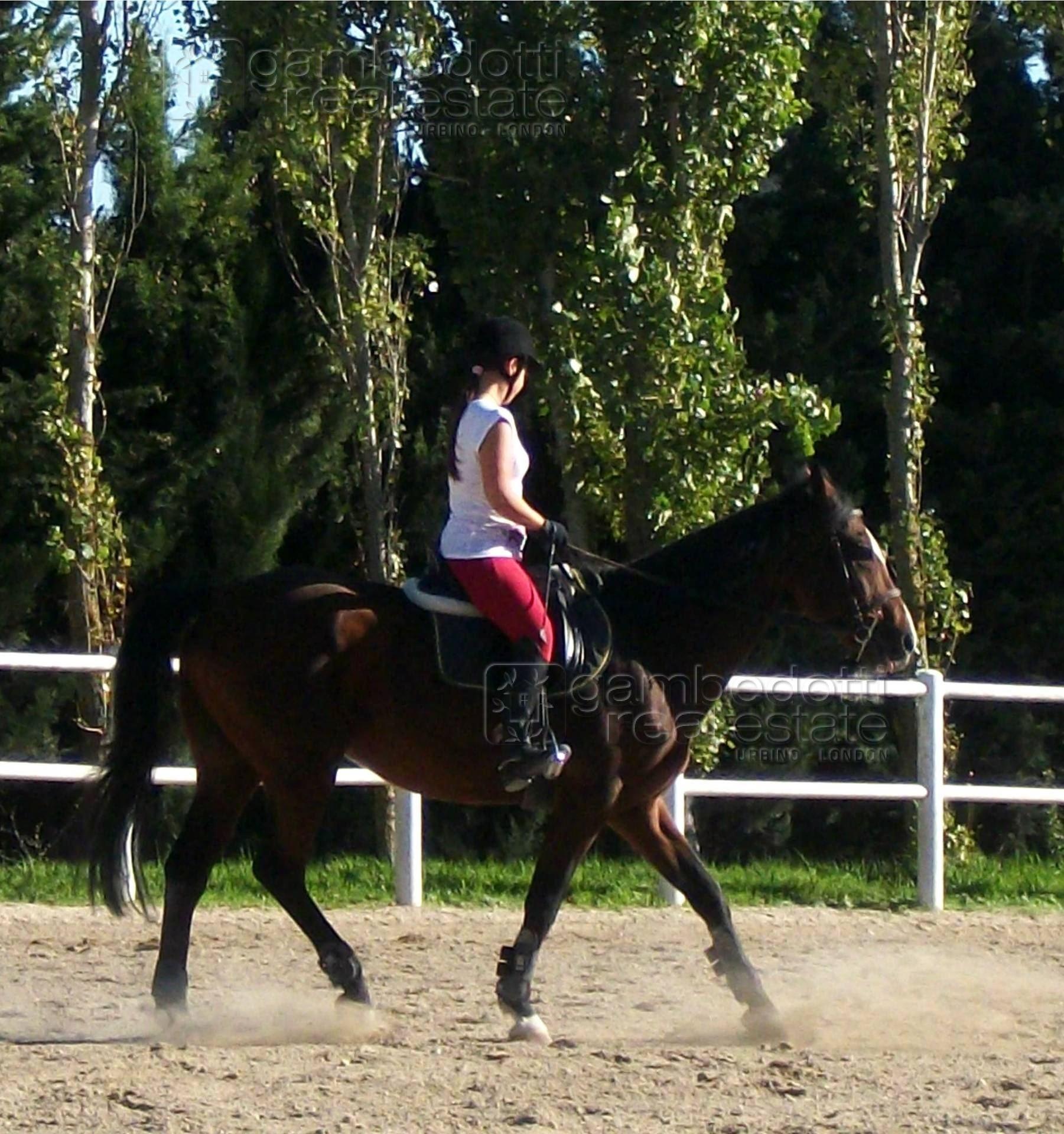 Attivit commerciale in vendita a Pesaro