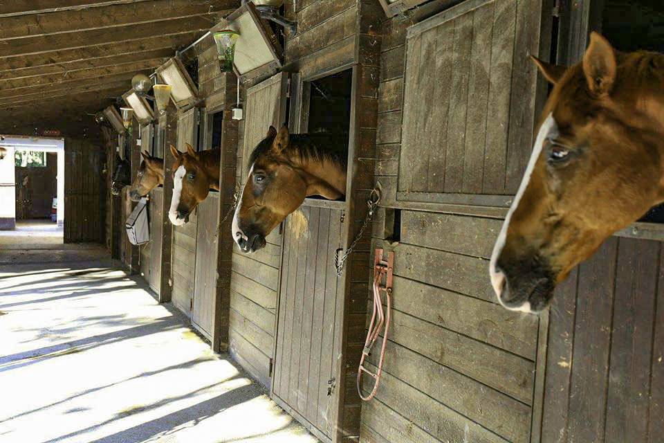 Attivit commerciale in vendita a Pesaro