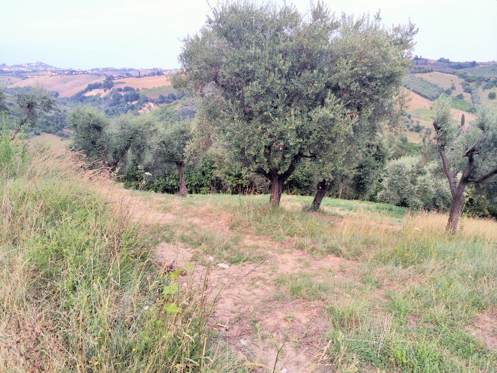 immagine annuncio 1 di 6