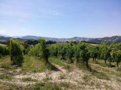 Rustico in vendita a Montedinove