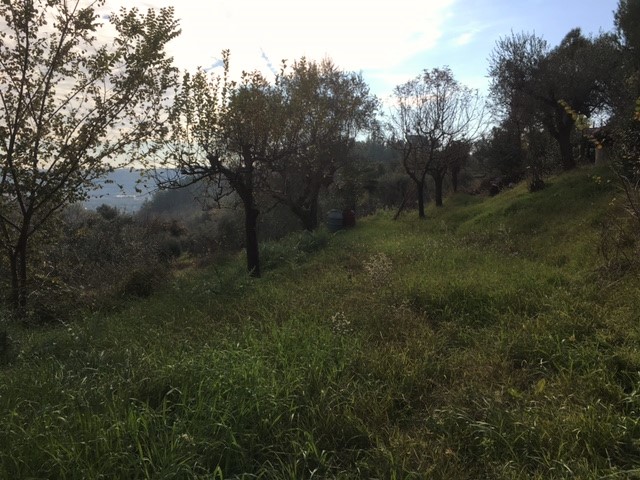Terreno edificabile in vendita a Monsampolo del Tronto, Monsampolo