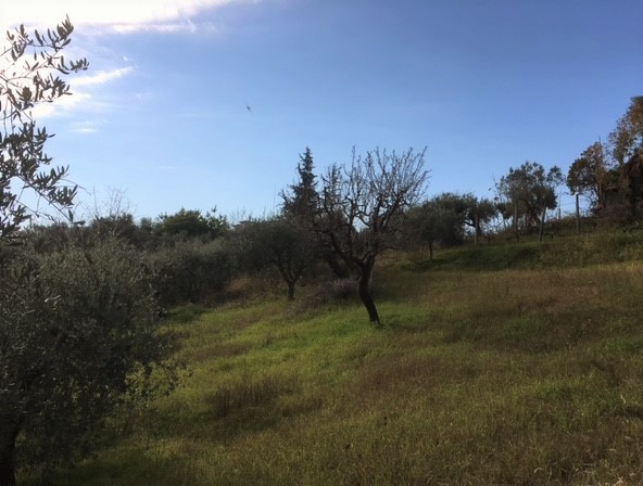 Terreno edificabile in vendita a Monsampolo del Tronto, Monsampolo