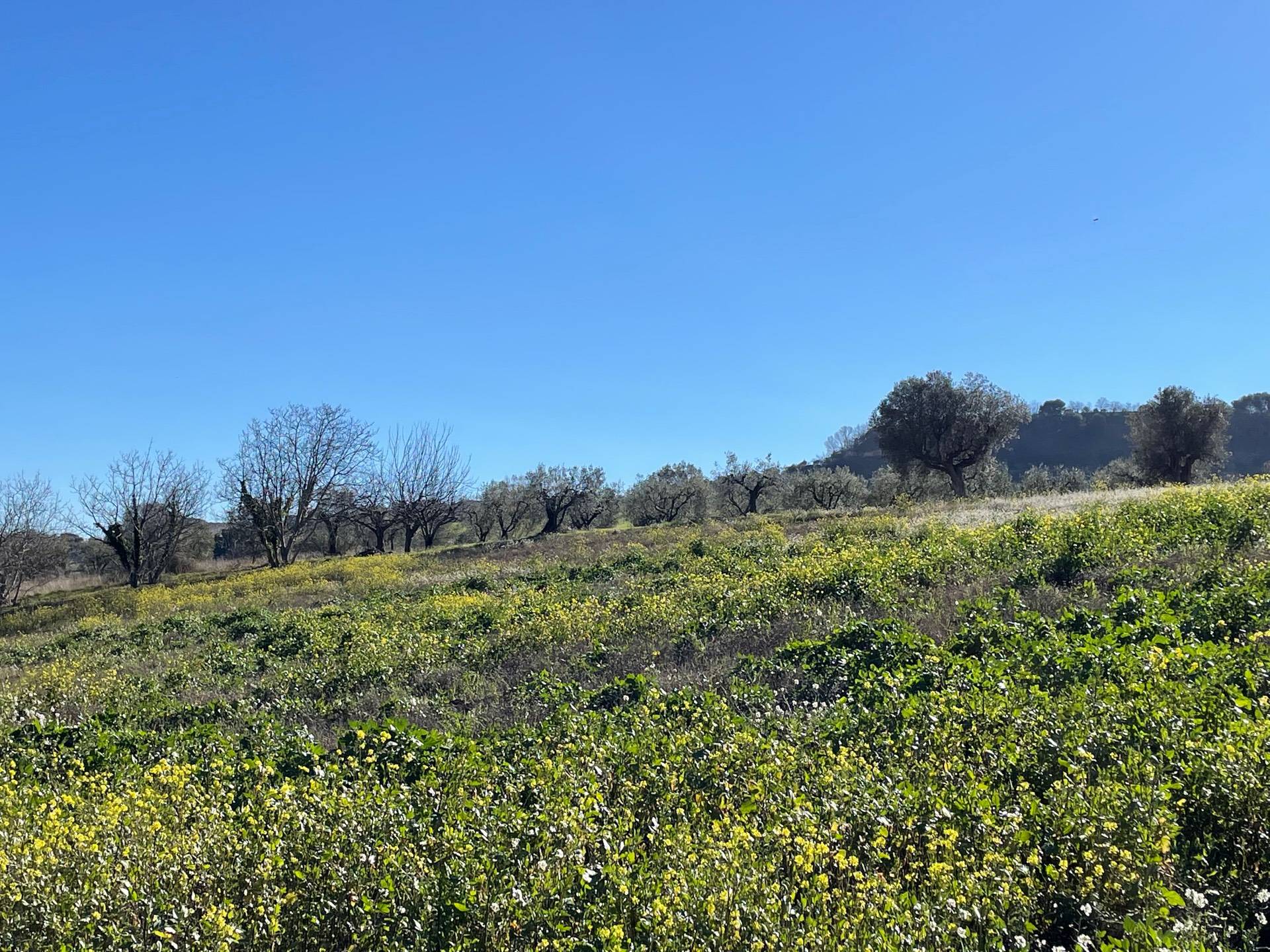 Terreno Agricolo in vendita a Acquaviva Picena