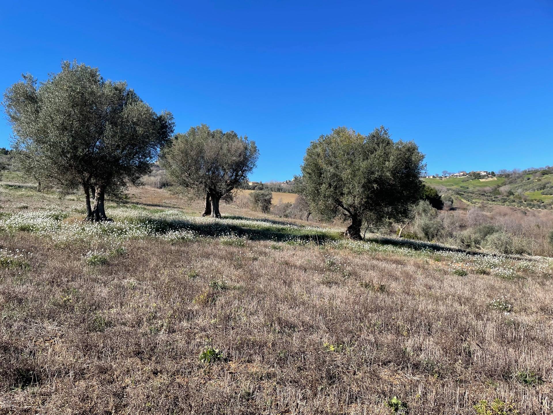 Terreno Agricolo in vendita a Acquaviva Picena