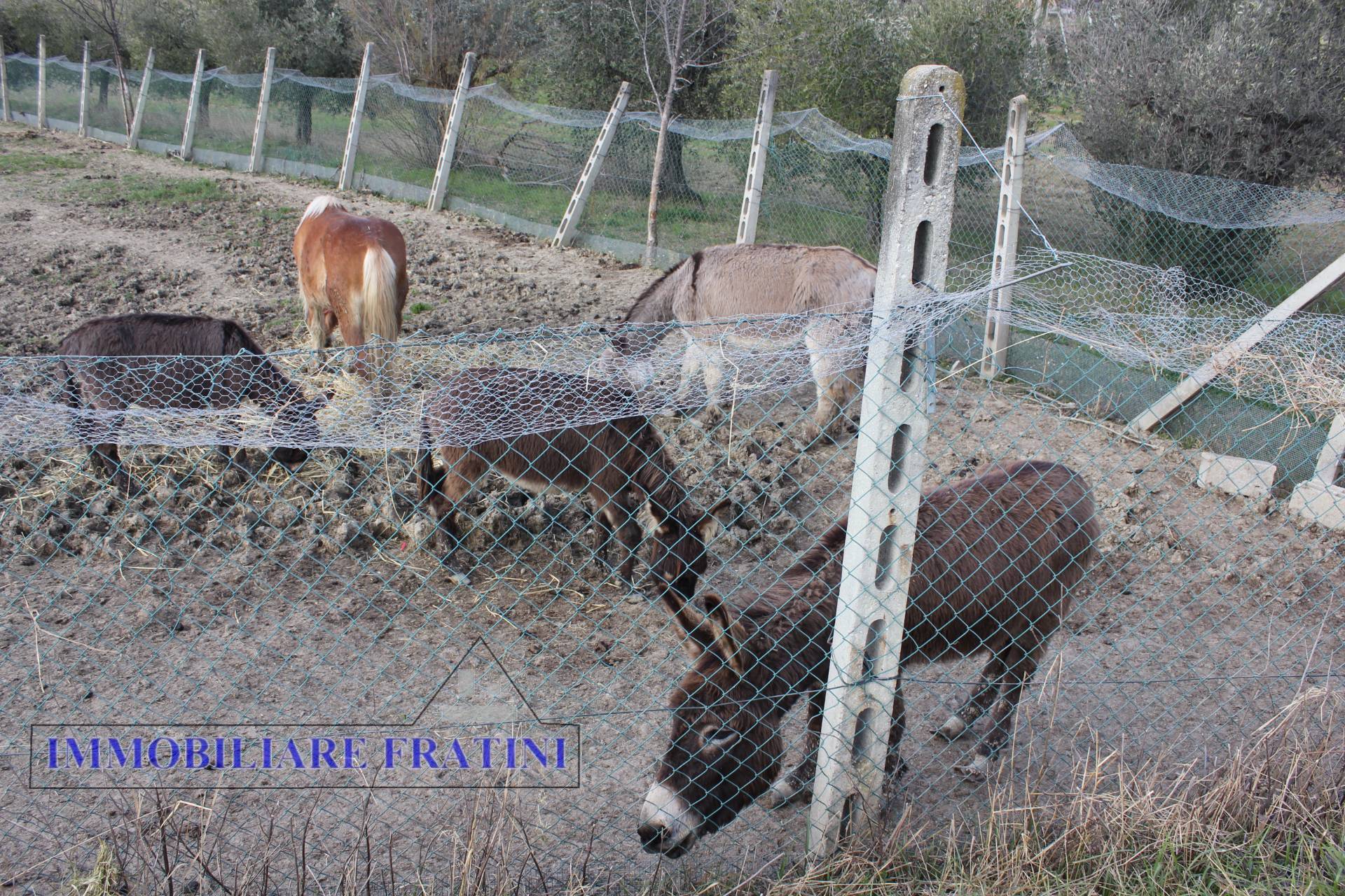 Terreno Agricolo in vendita a Appignano del Tronto