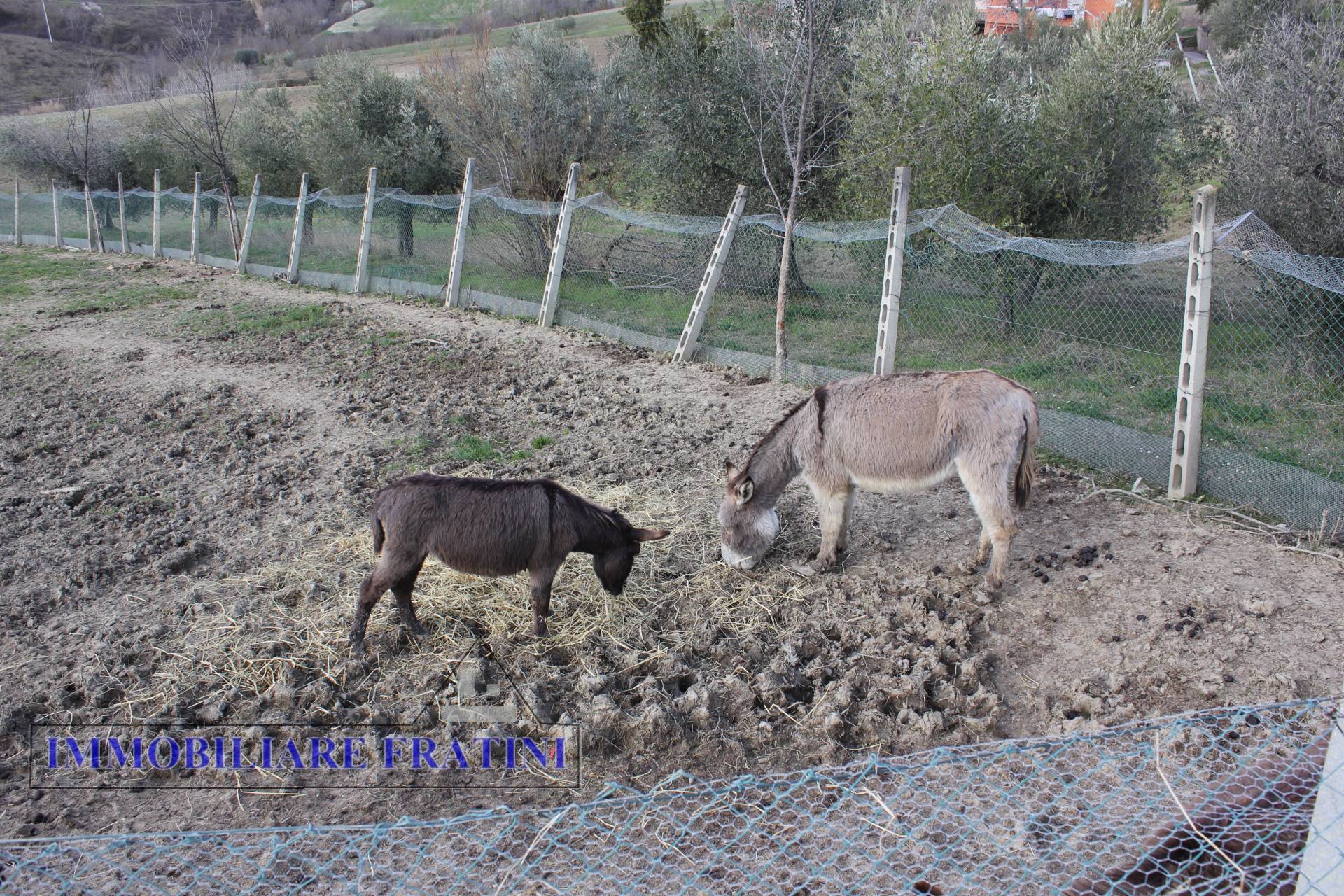 Terreno Agricolo in vendita a Appignano del Tronto