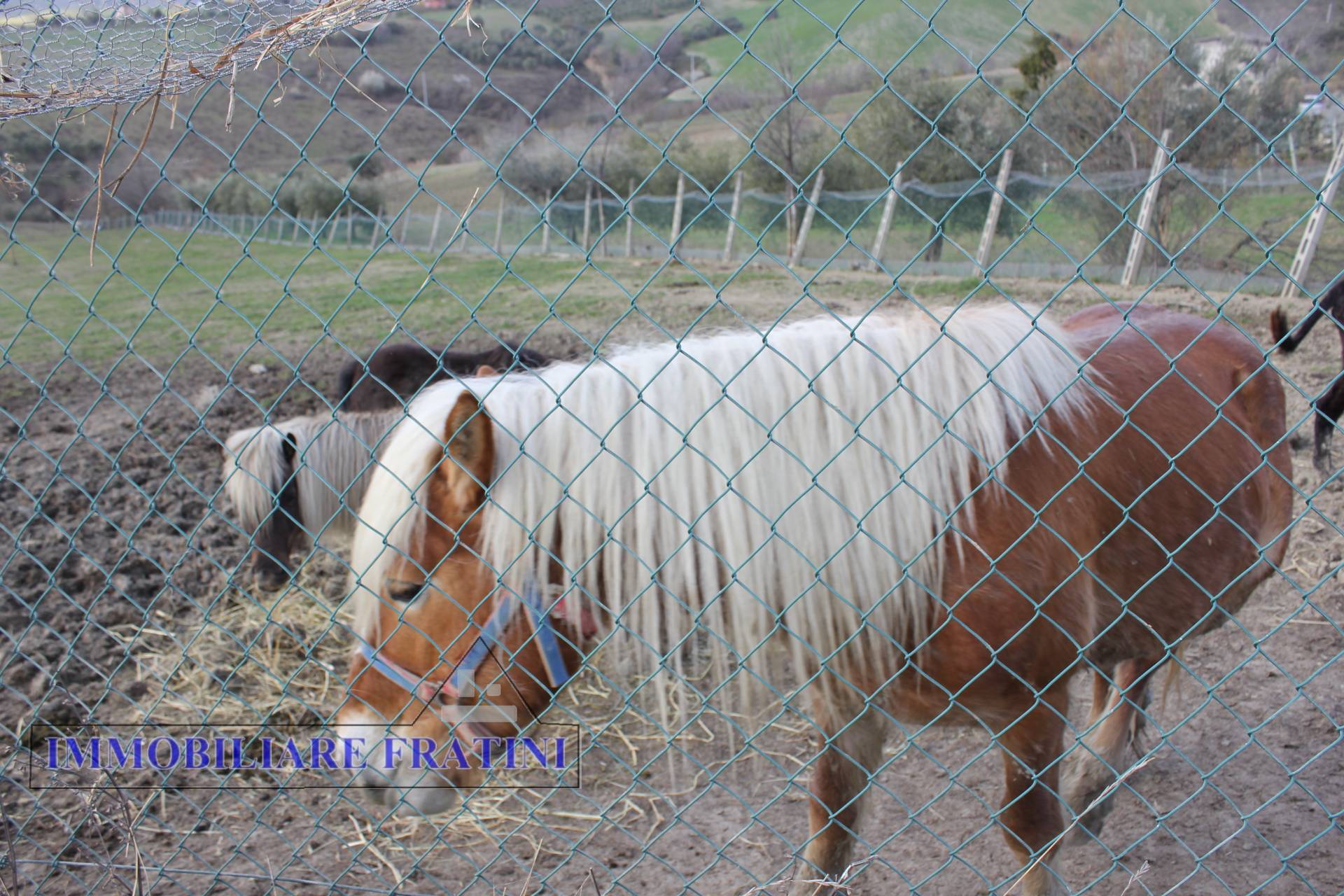 Terreno Agricolo in vendita a Appignano del Tronto