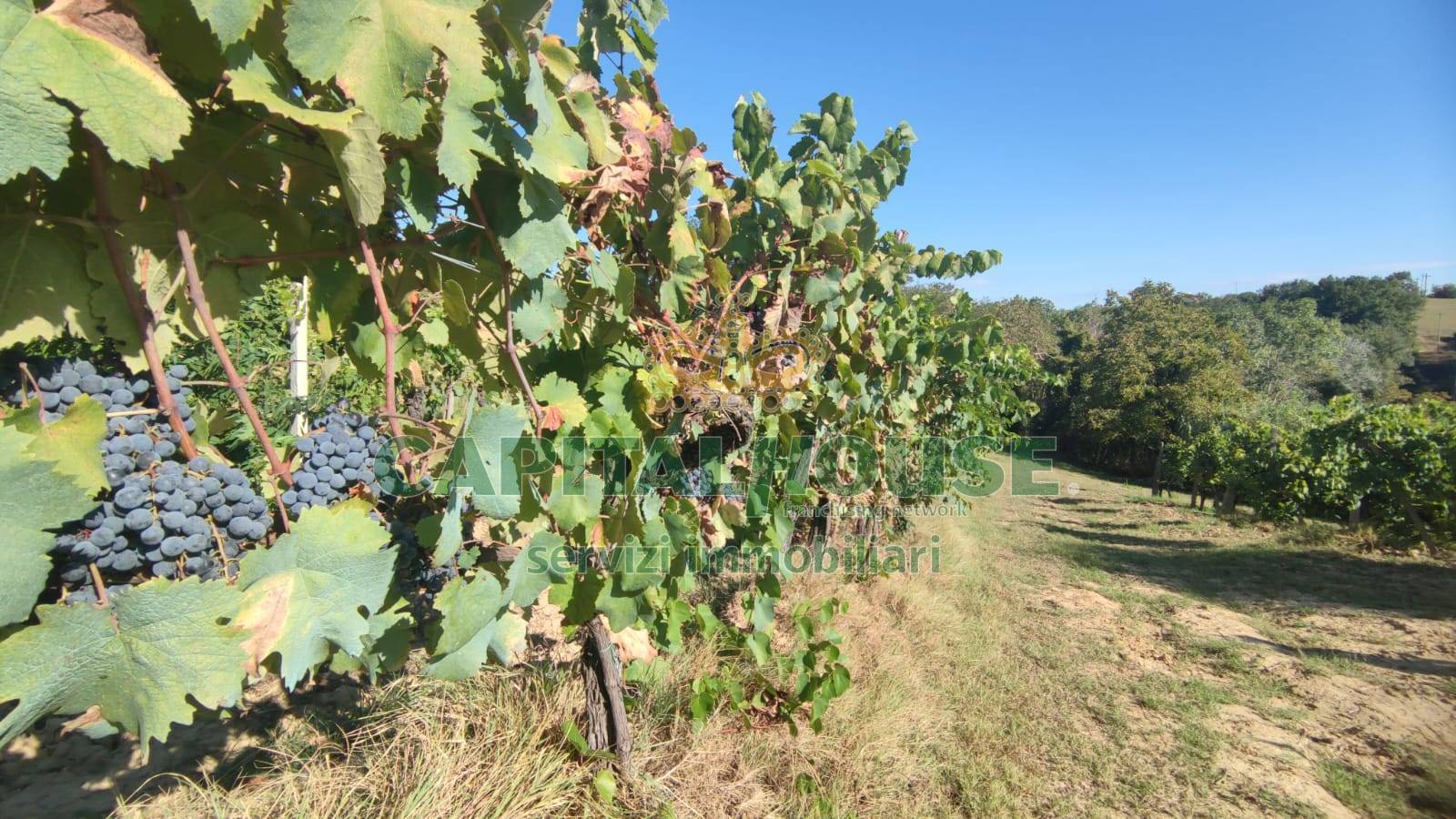Terreno agricolo in vendita a San Gimignano