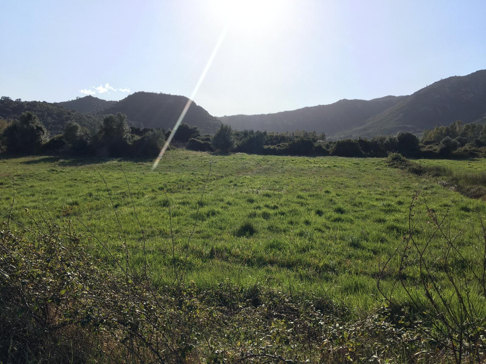 Terreno Agricolo in vendita a Girasole