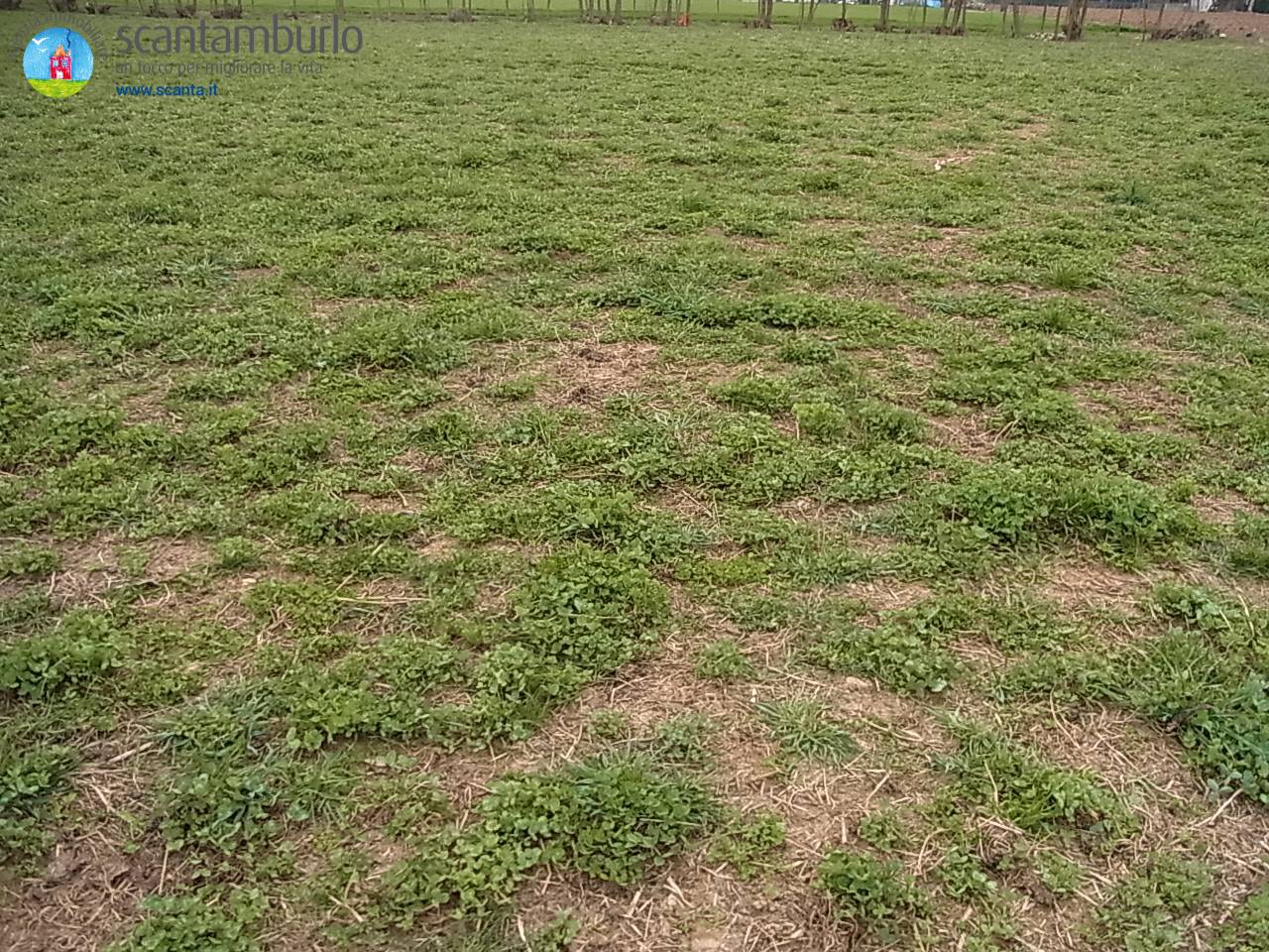 Terreno edificabile industriale in vendita a Paese