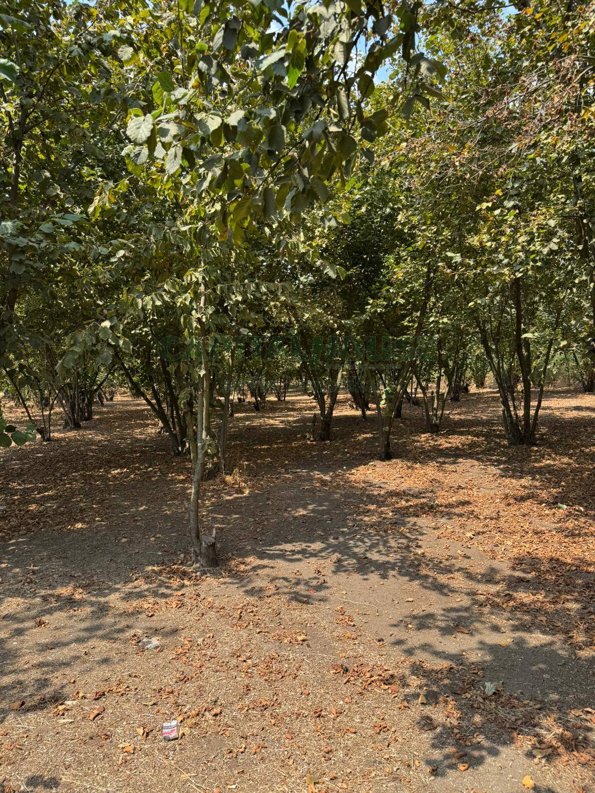 Terreno agricolo in vendita a Domicella
