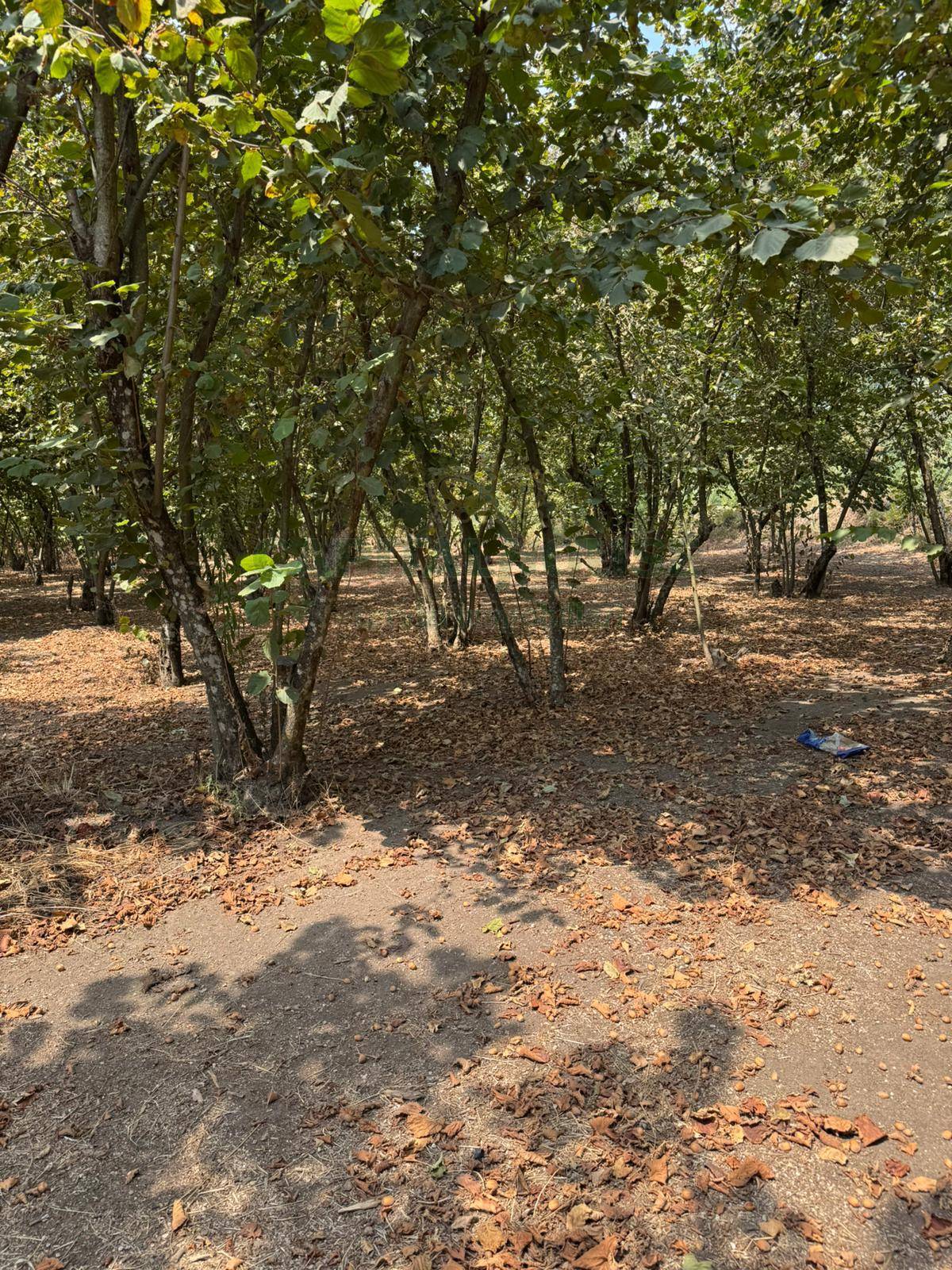Terreno agricolo in vendita a Domicella