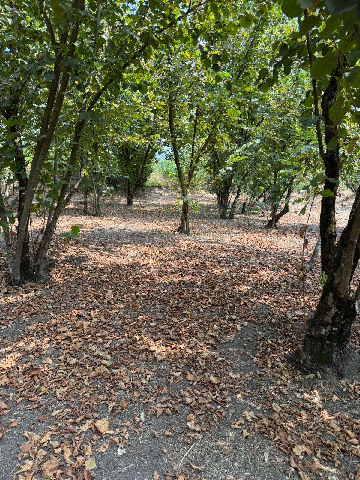 Terreno agricolo in vendita a Domicella