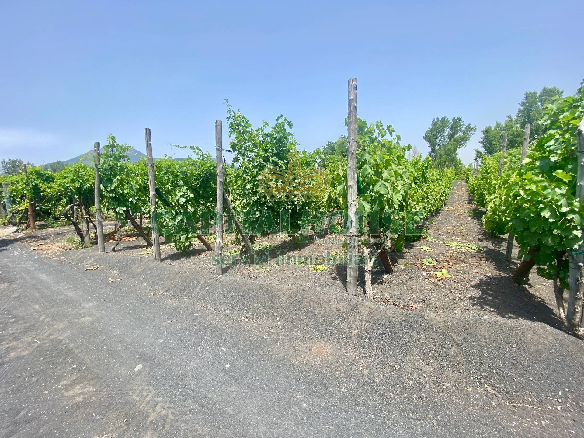 Terreno agricolo in vendita a Terzigno