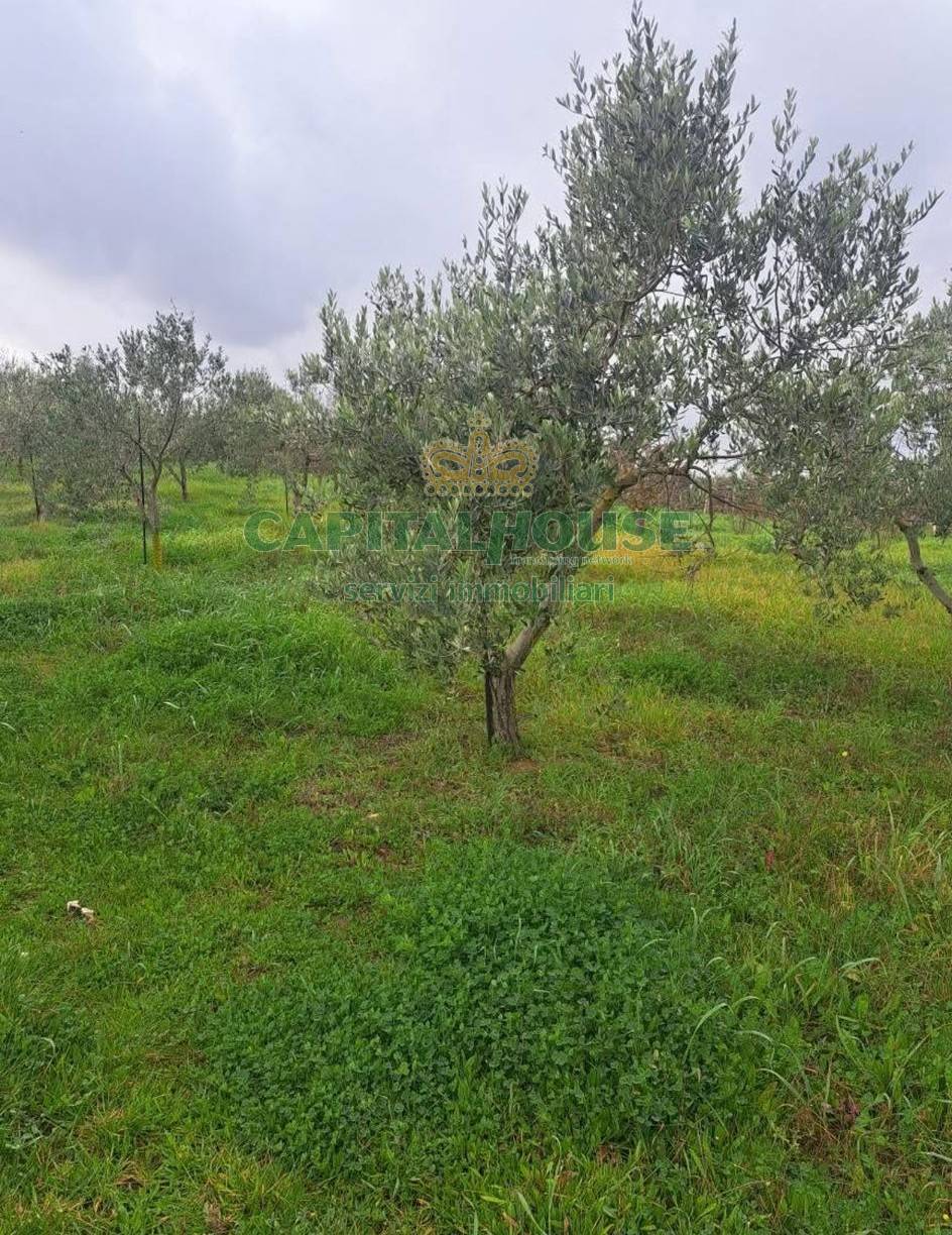 Terreno agricolo in vendita a Palma Campania