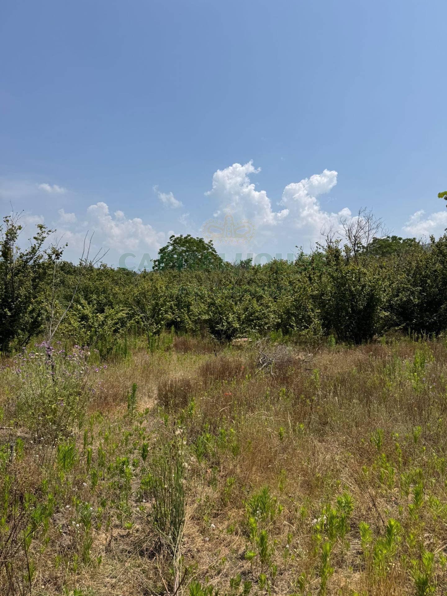 Terreno agricolo in vendita a Palma Campania