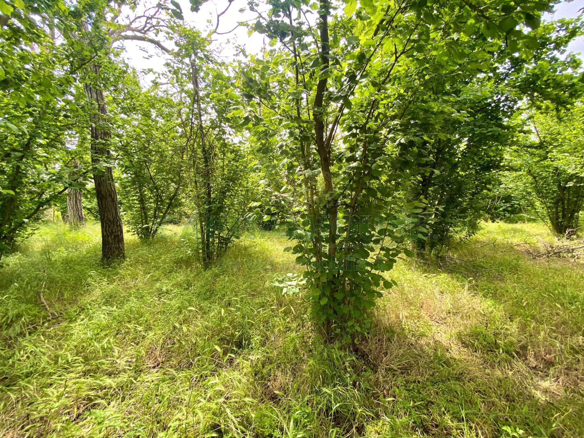 Terreno agricolo in vendita a Quindici