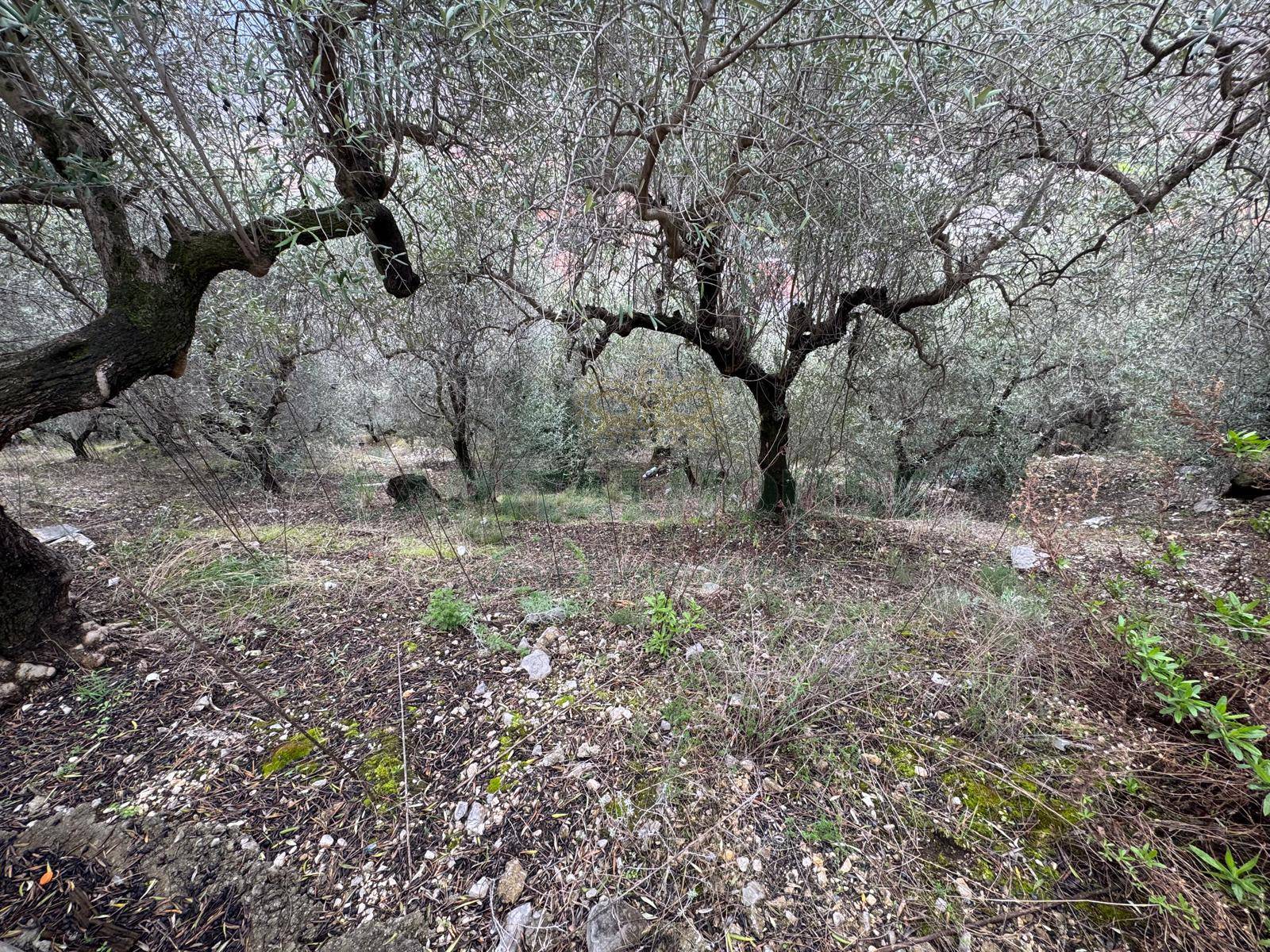 Terreno agricolo in vendita a Pago del Vallo di Lauro