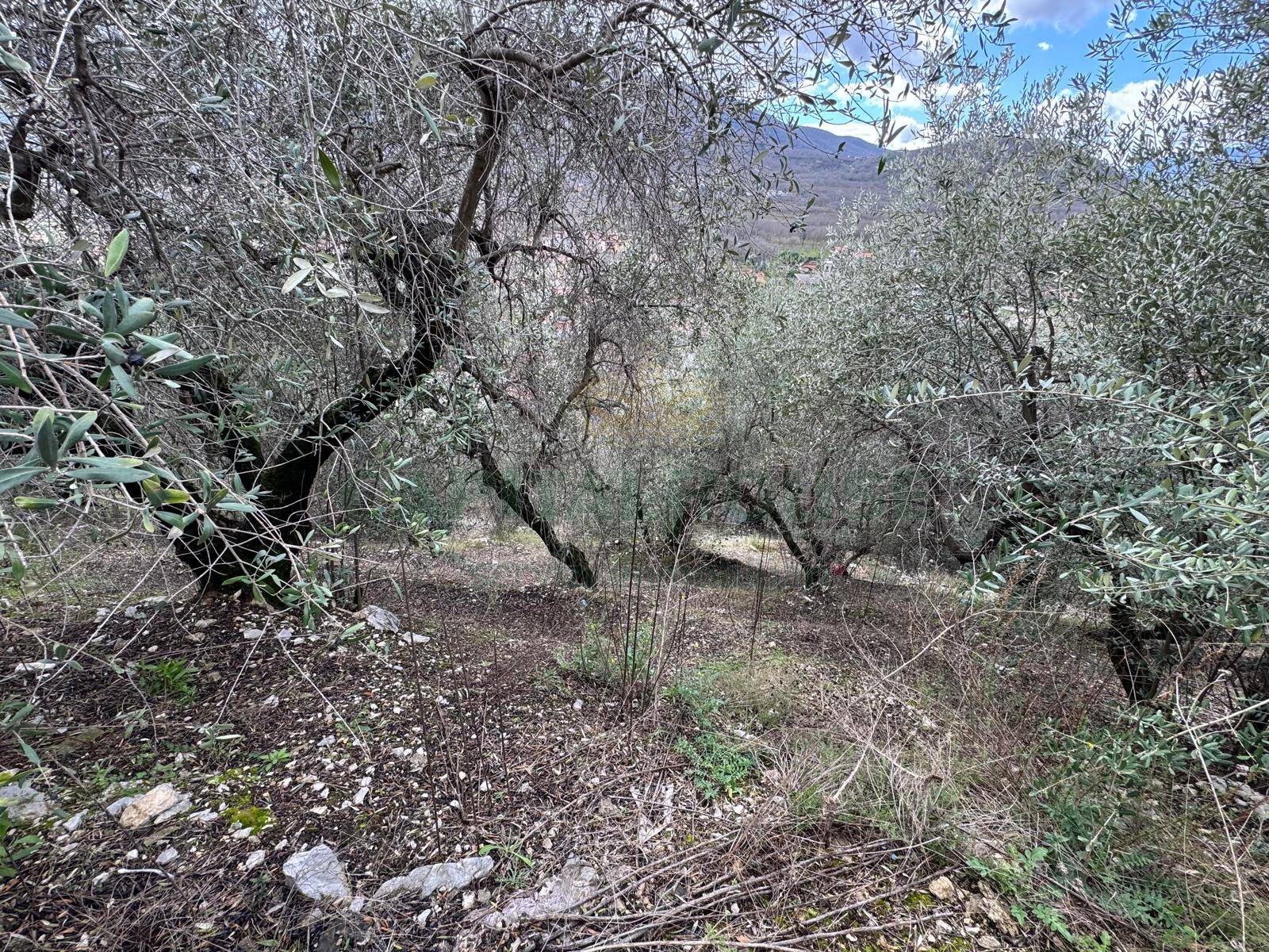 Terreno agricolo in vendita a Pago del Vallo di Lauro