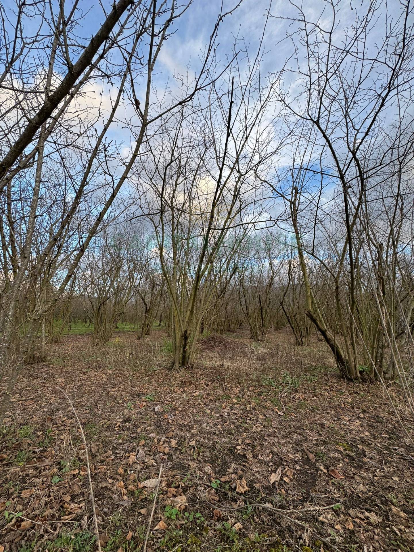 Terreno agricolo in vendita a Carbonara di Nola