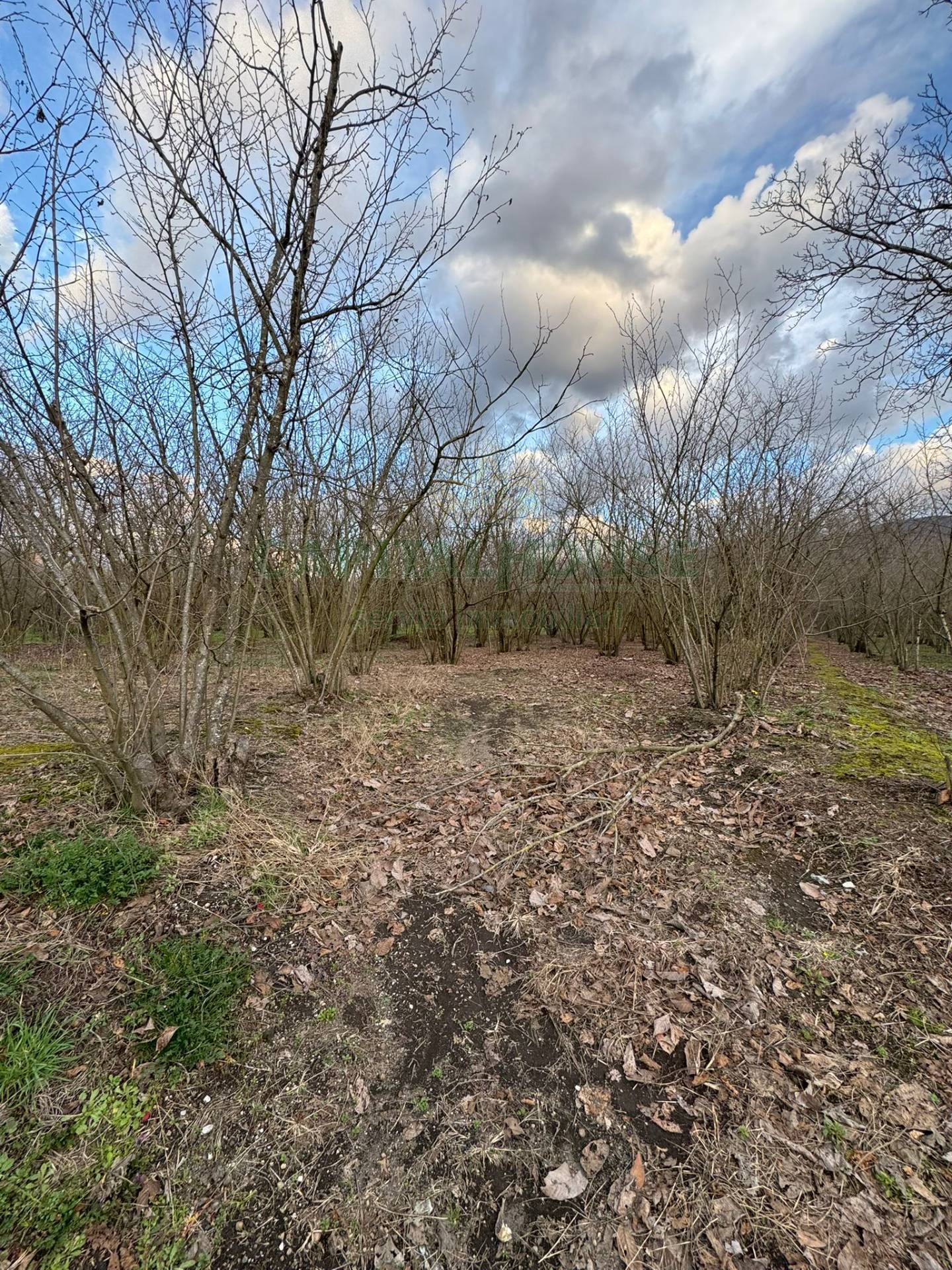 Terreno agricolo in vendita a Carbonara di Nola