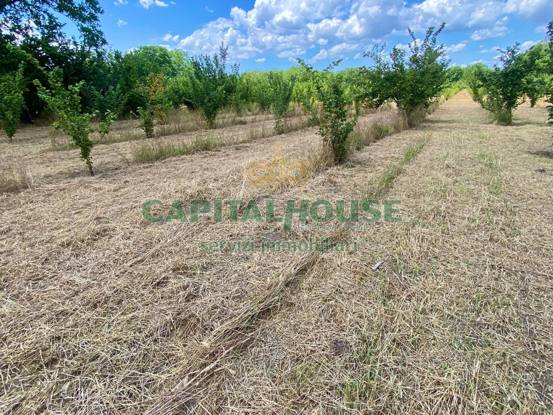 Terreno agricolo in vendita a Carbonara di Nola