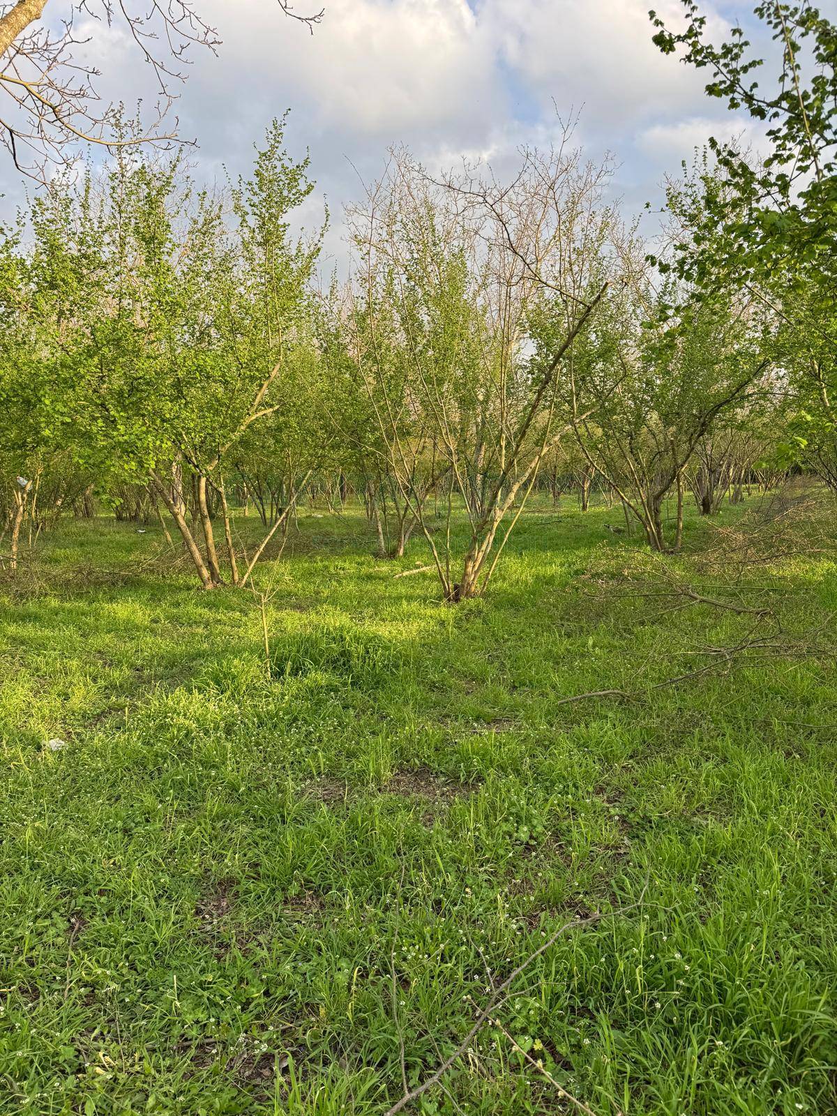 Terreno agricolo in vendita a Nola