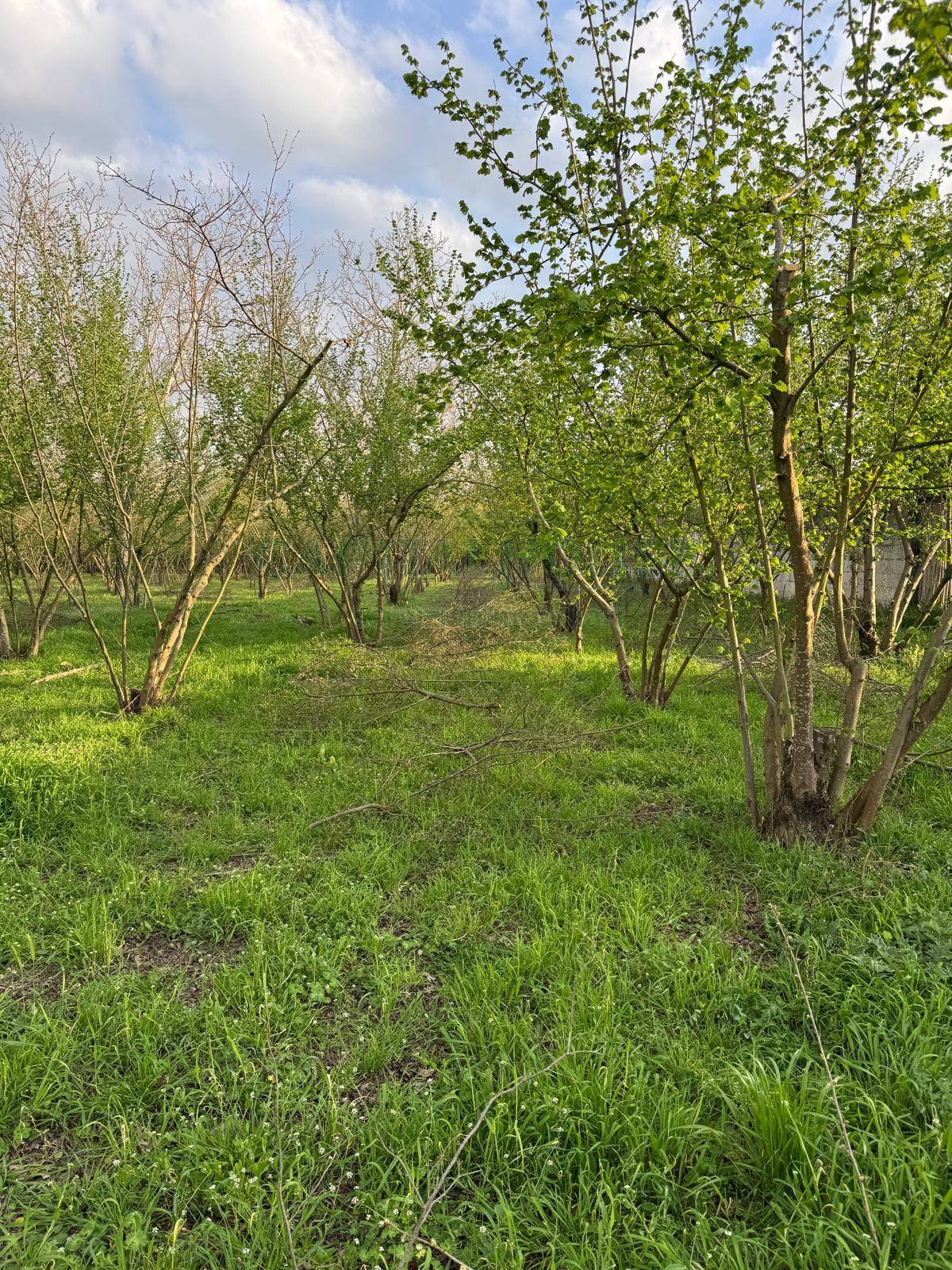 Terreno agricolo in vendita a Nola