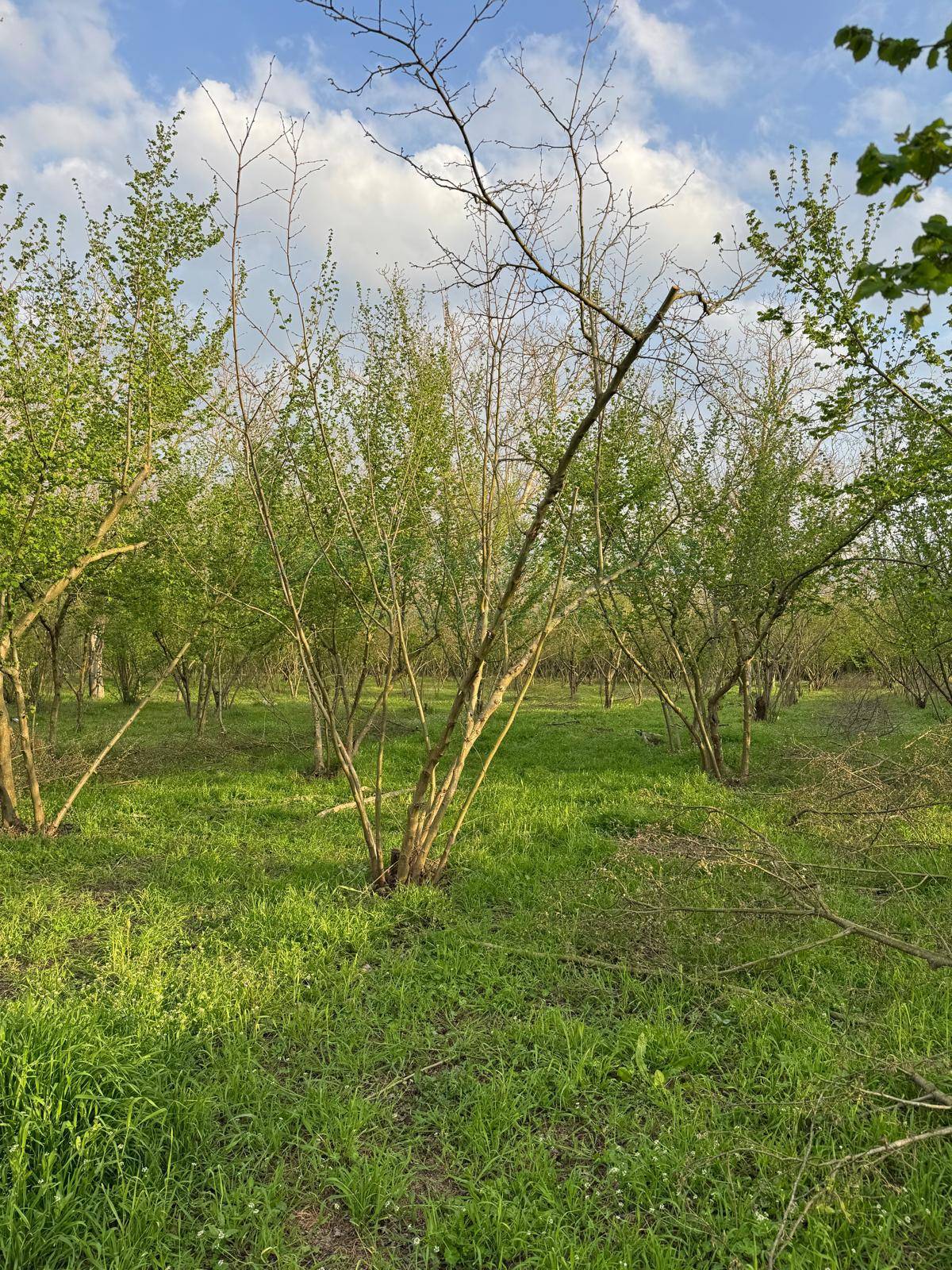 Terreno agricolo in vendita a Nola