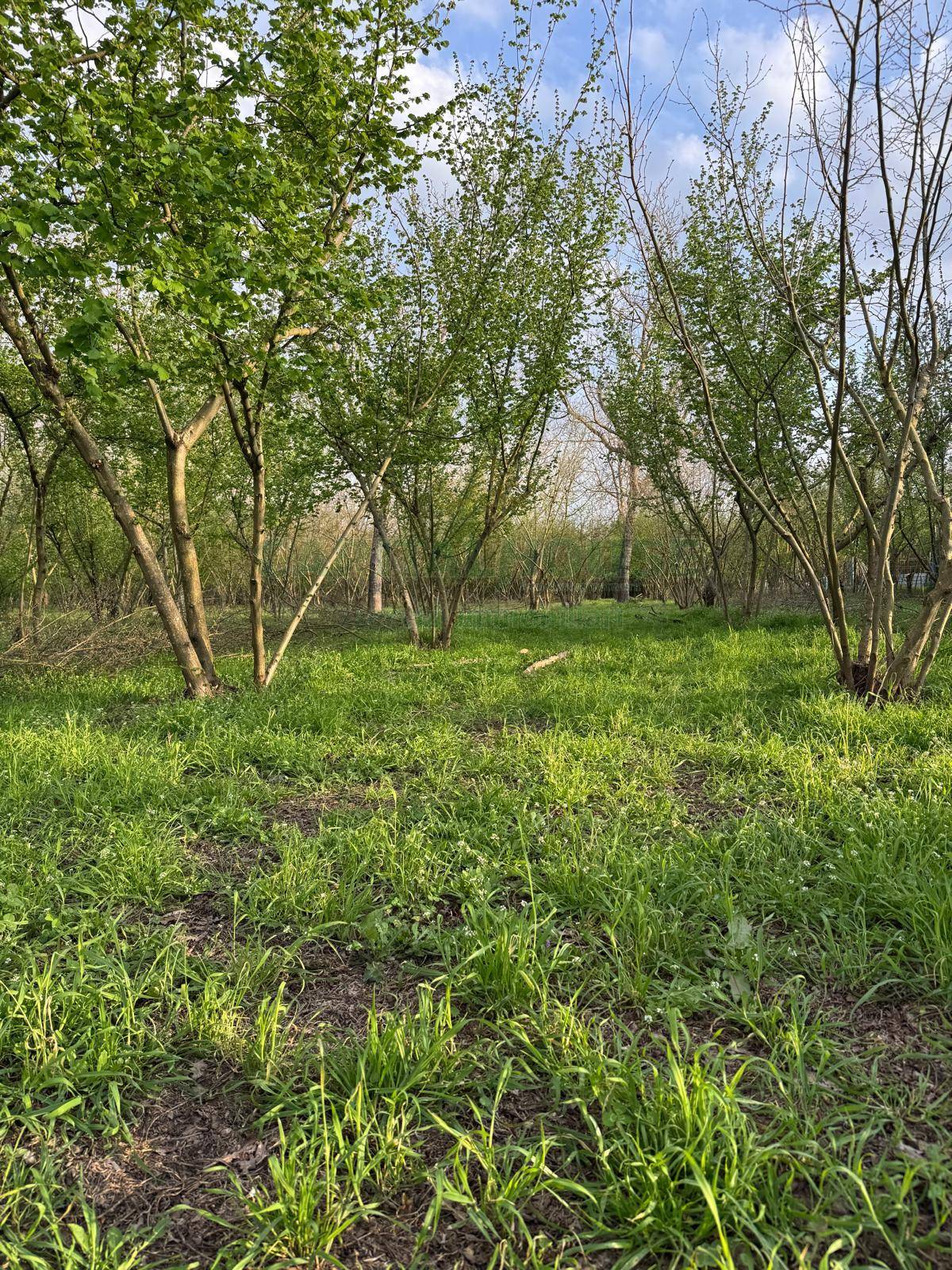 Terreno agricolo in vendita a Nola