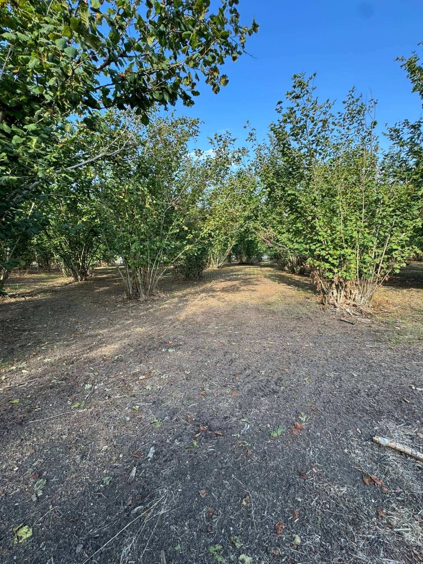 Terreno agricolo in vendita a Boscoreale