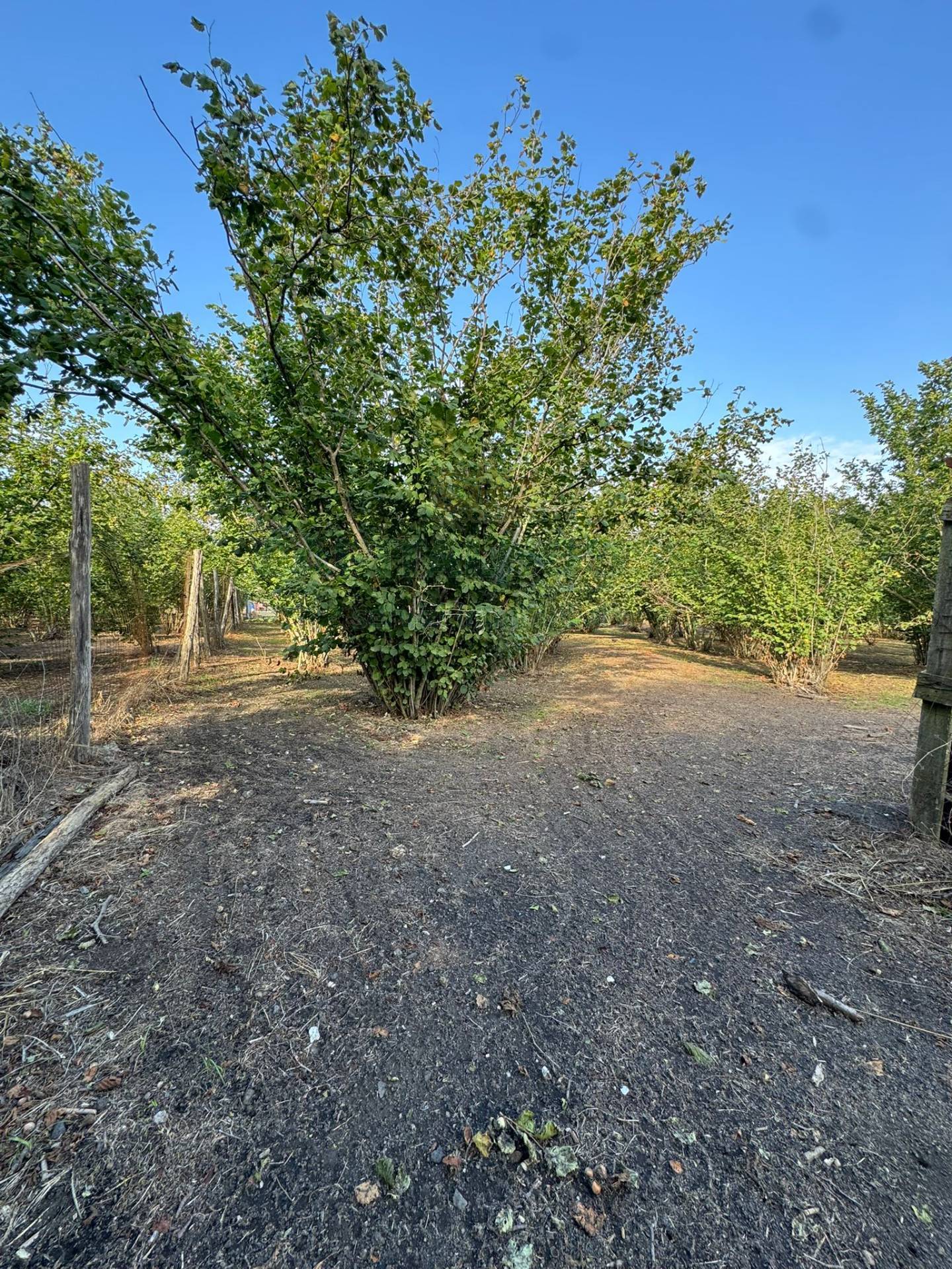Terreno agricolo in vendita a Boscoreale