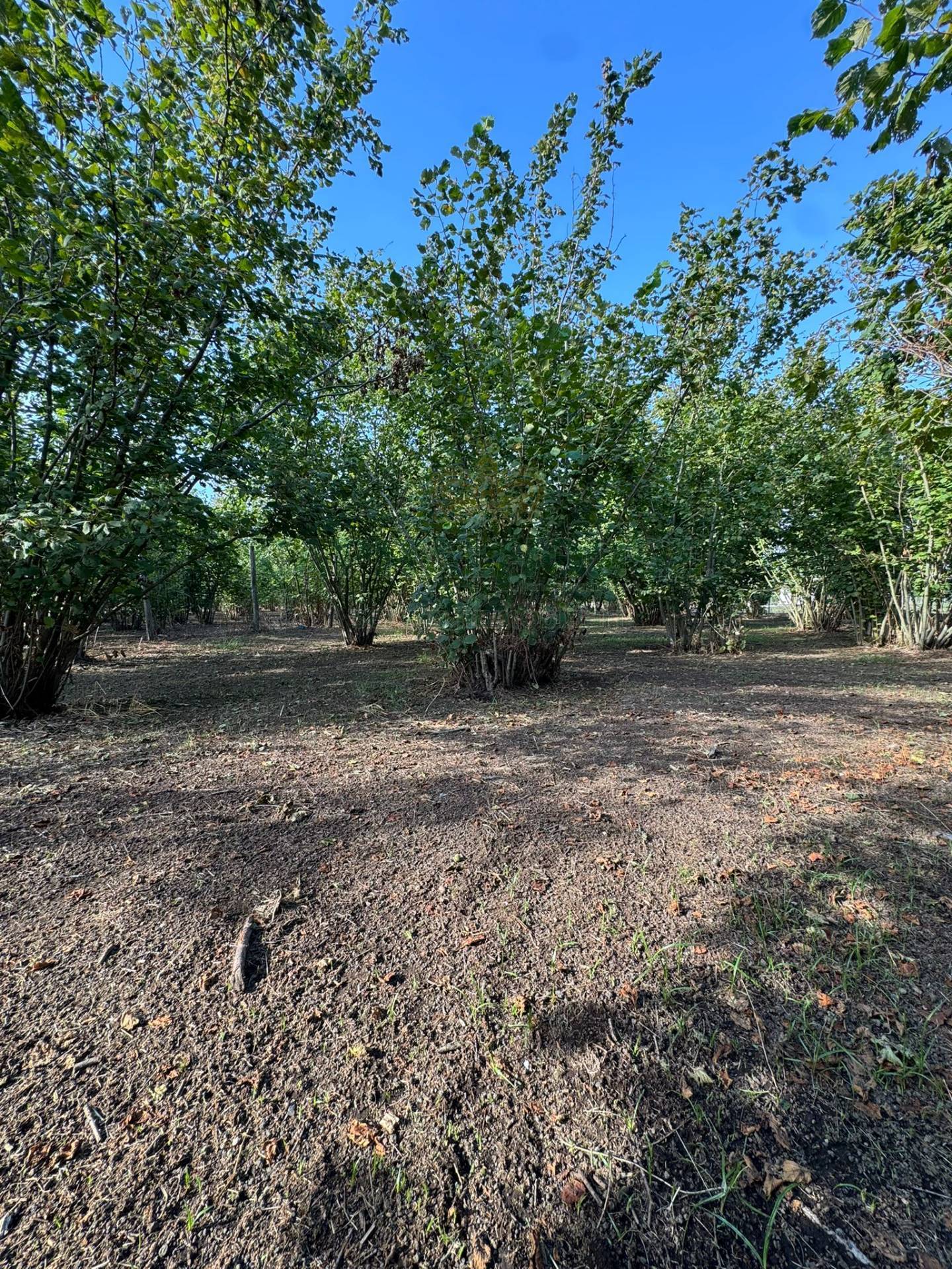 Terreno agricolo in vendita a Boscoreale