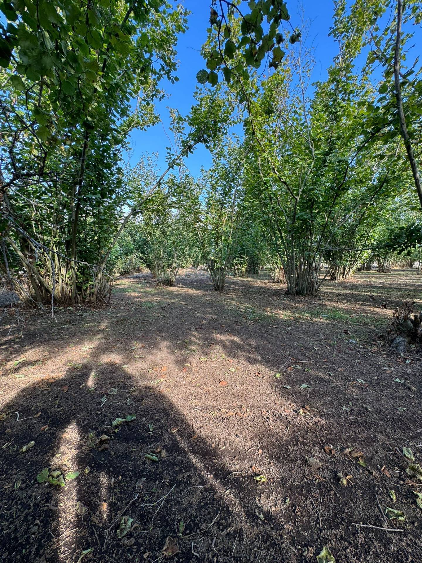Terreno agricolo in vendita a Boscoreale
