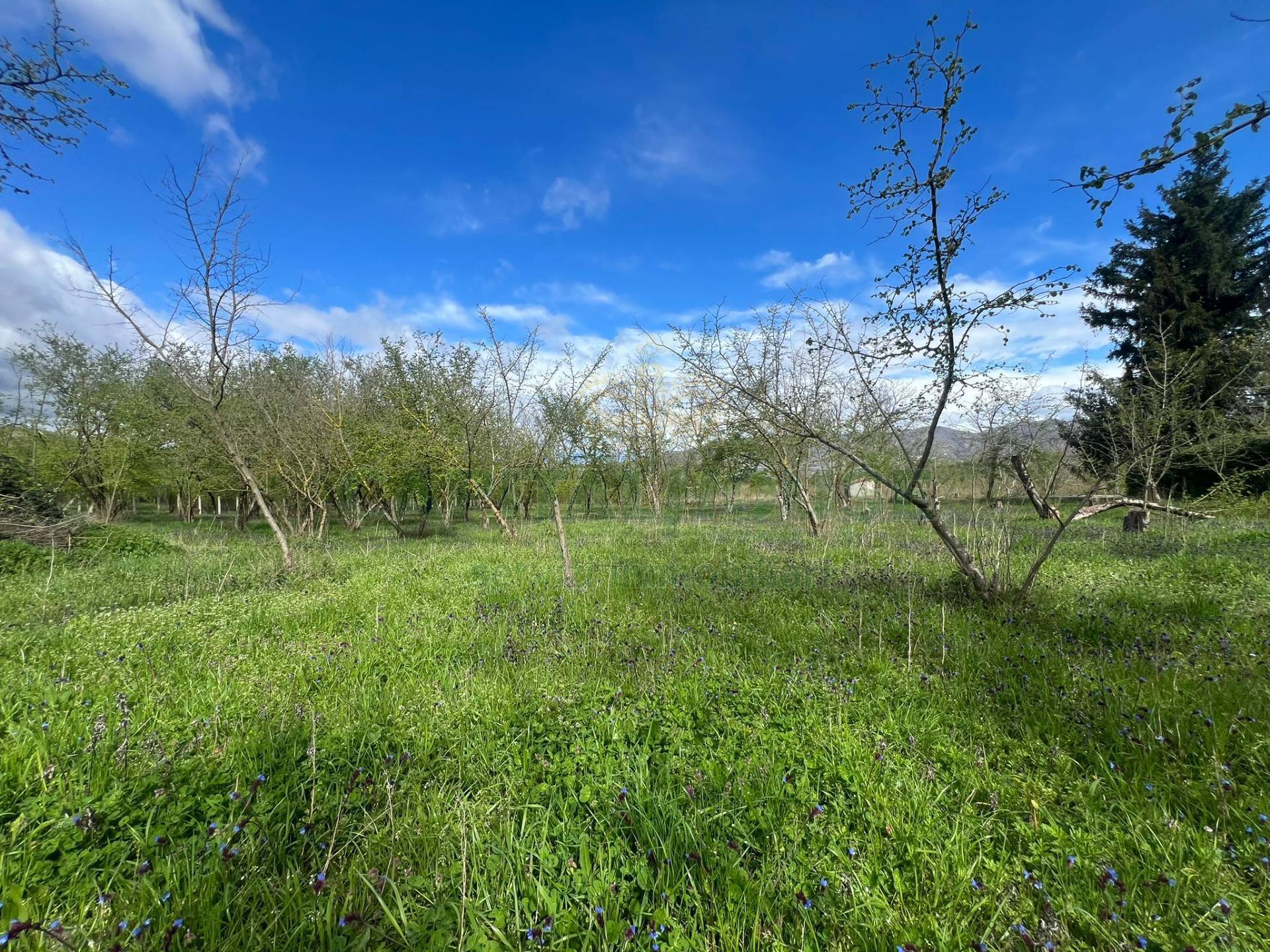 Terreno agricolo in vendita a Prata di Principato Ultra