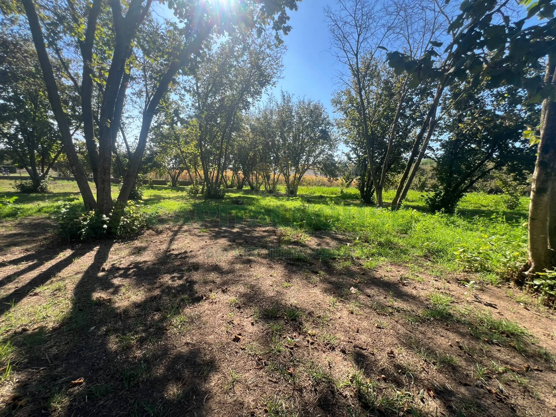 Terreno agricolo in vendita a San Michele di Serino