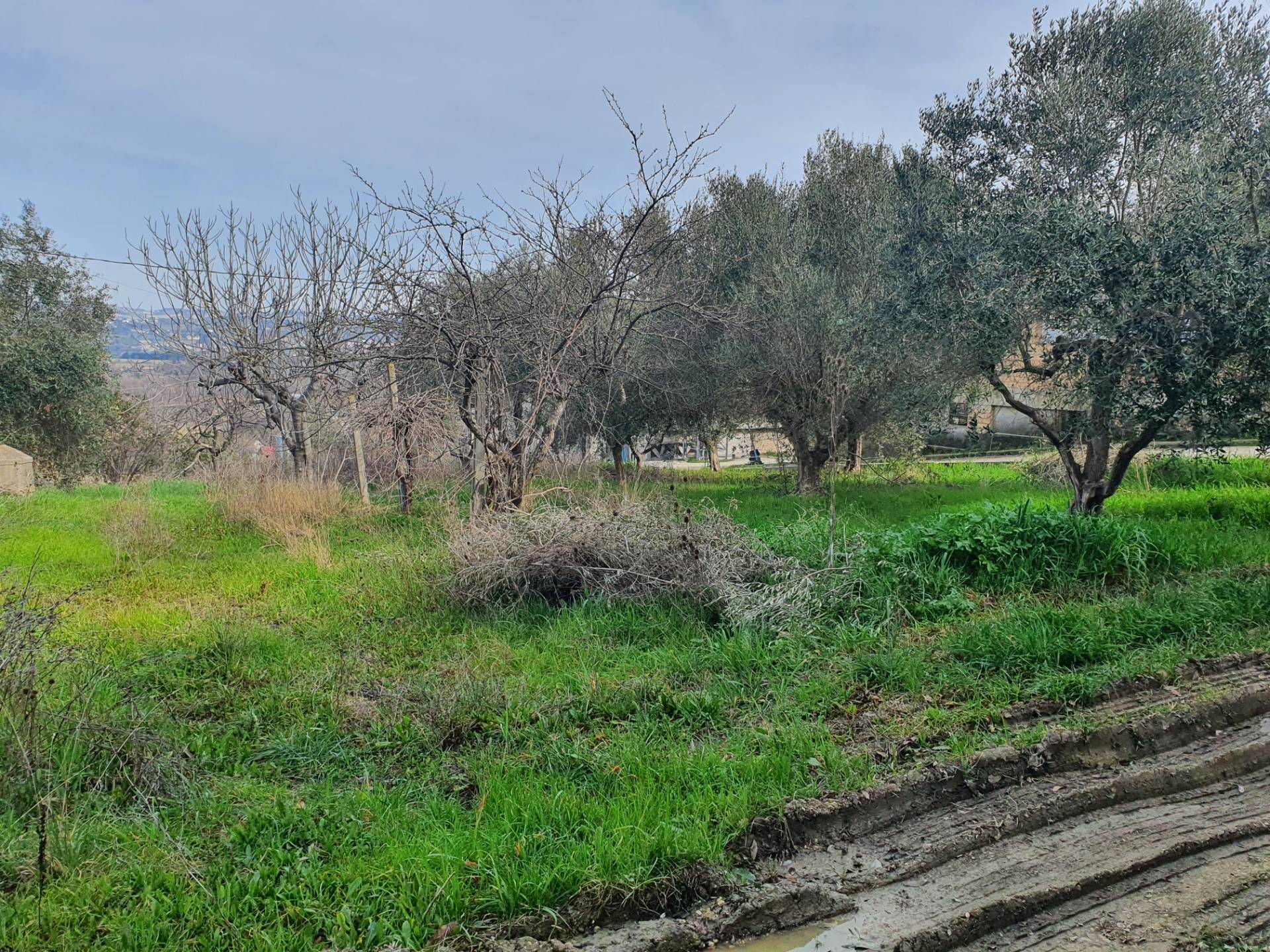 immagine annuncio 5 di 6