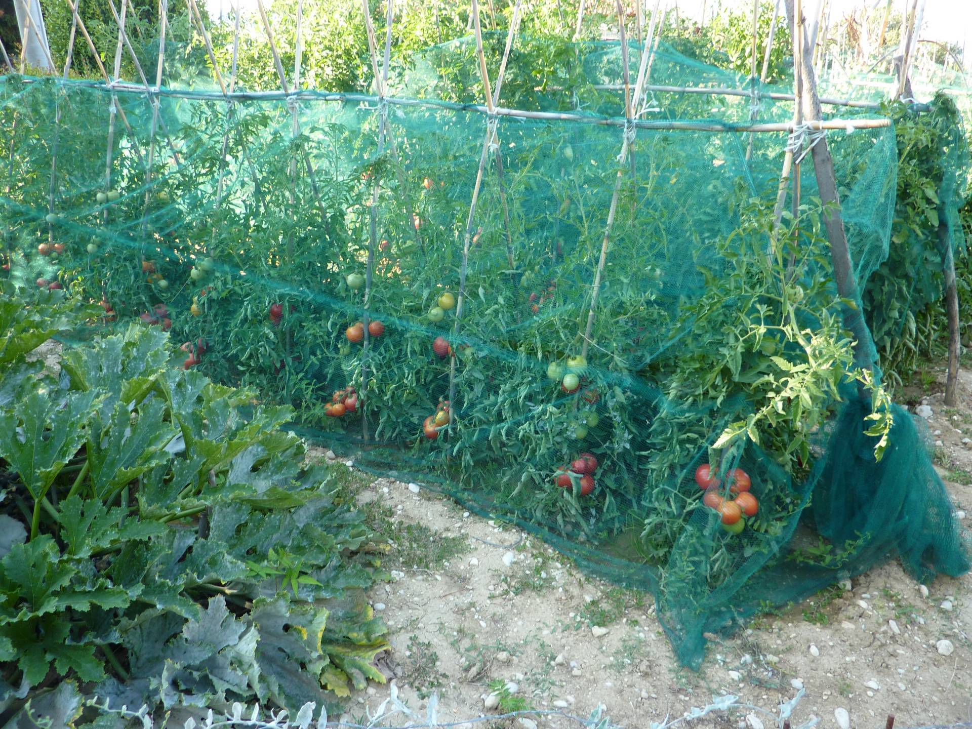 Terreno Agricolo in vendita a Ripatransone