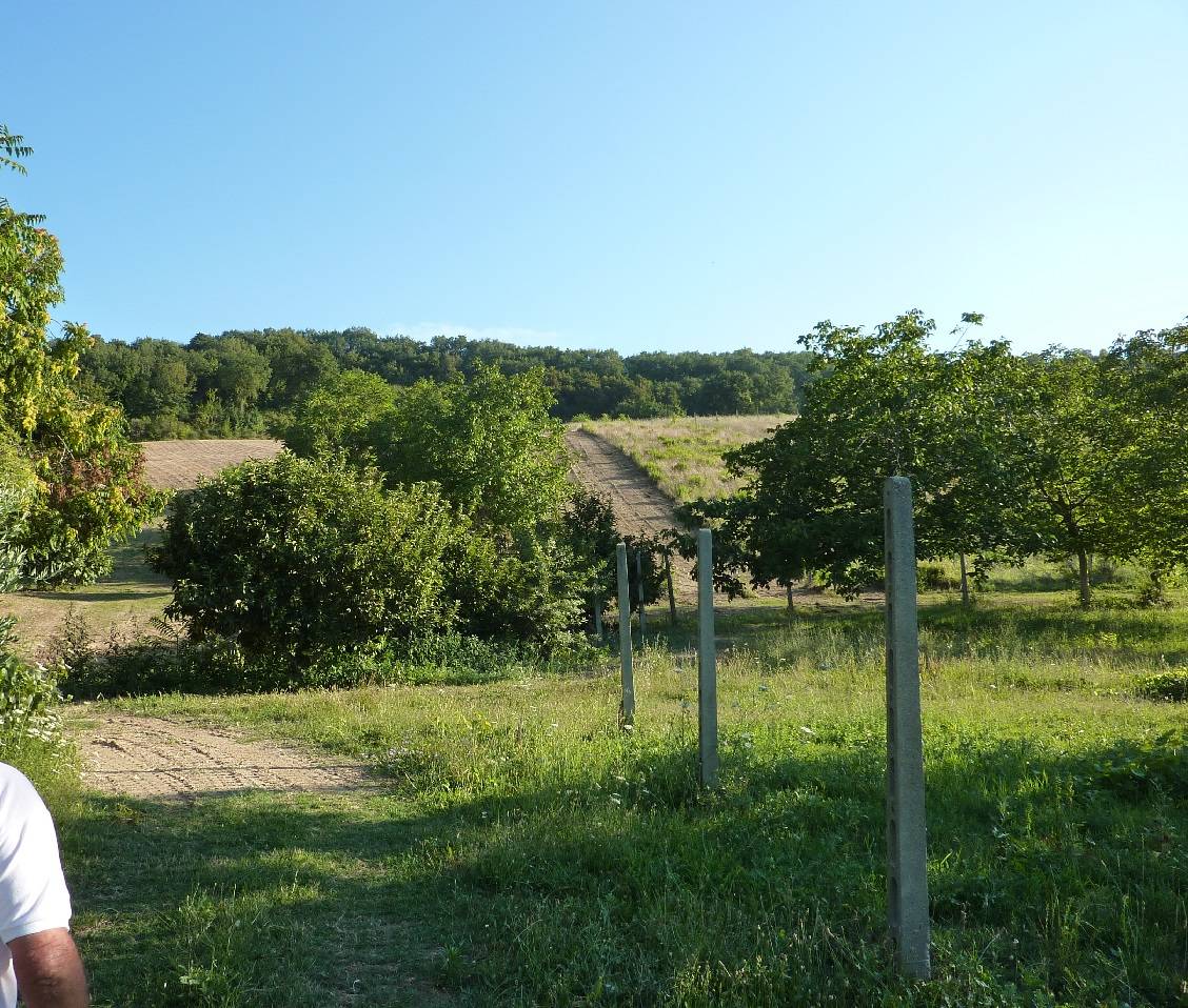Terreno Agricolo in vendita a Ripatransone